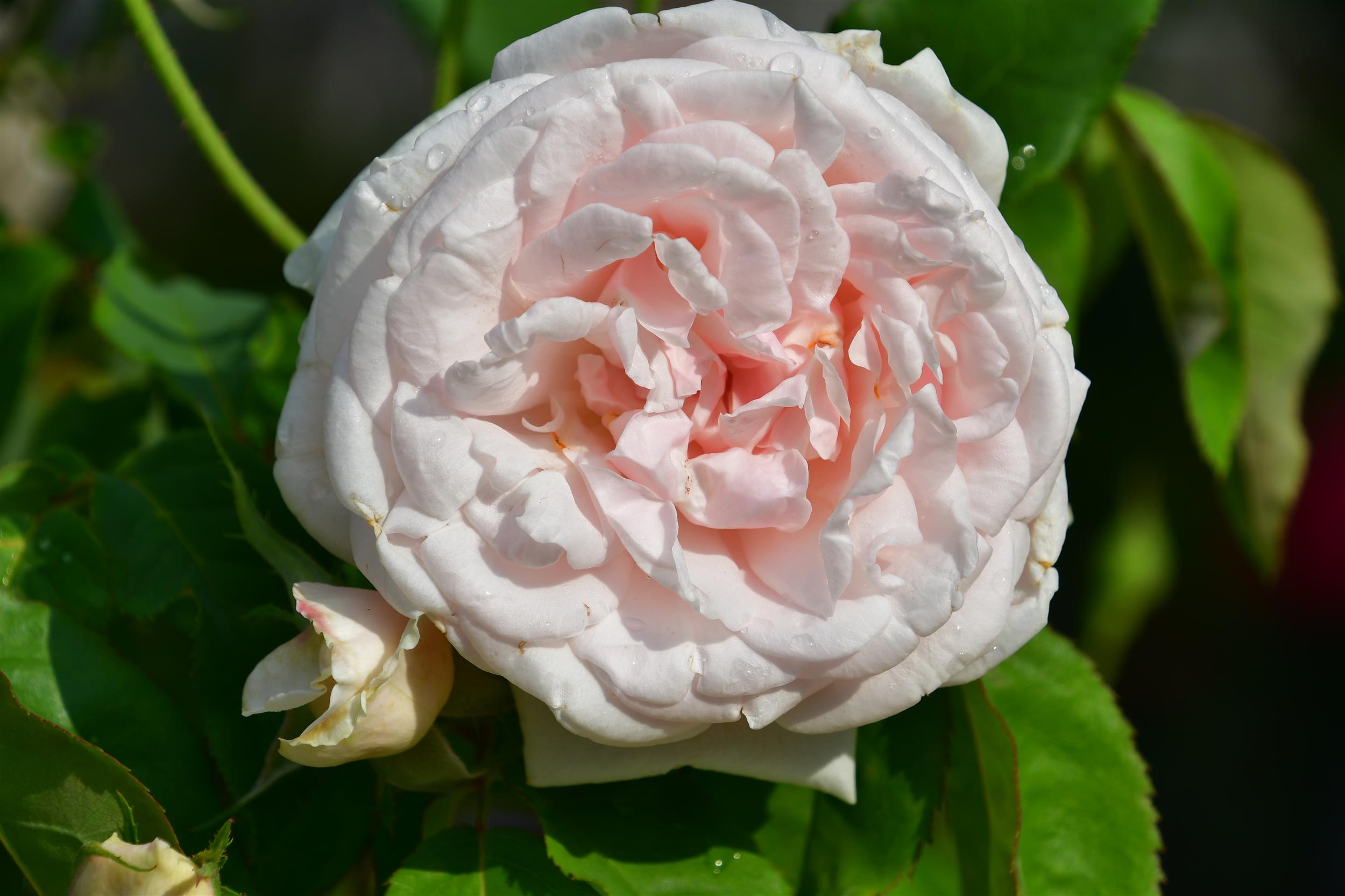 Mme Alfred Carriere