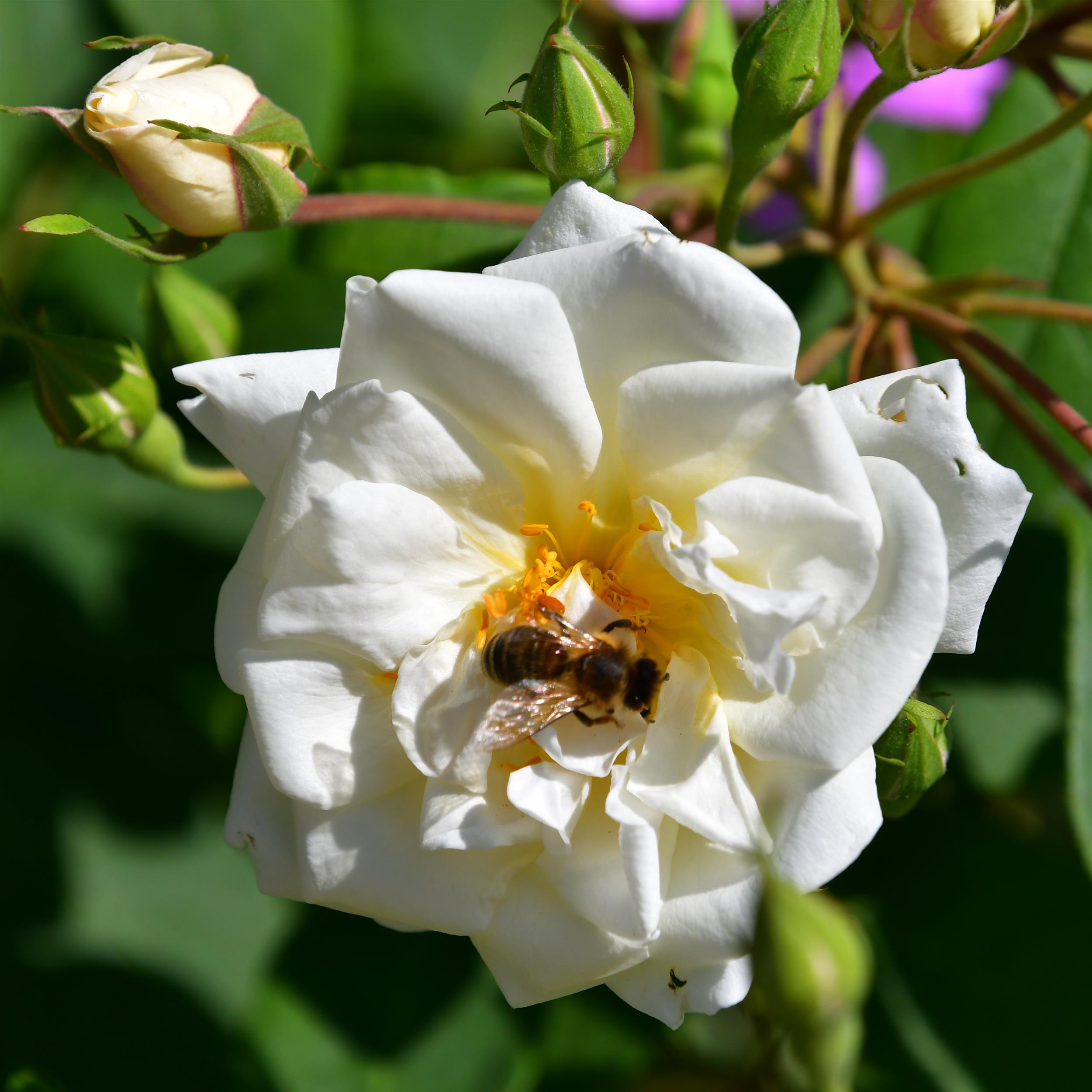 The Lady Scarman - Stammrose 110 cm