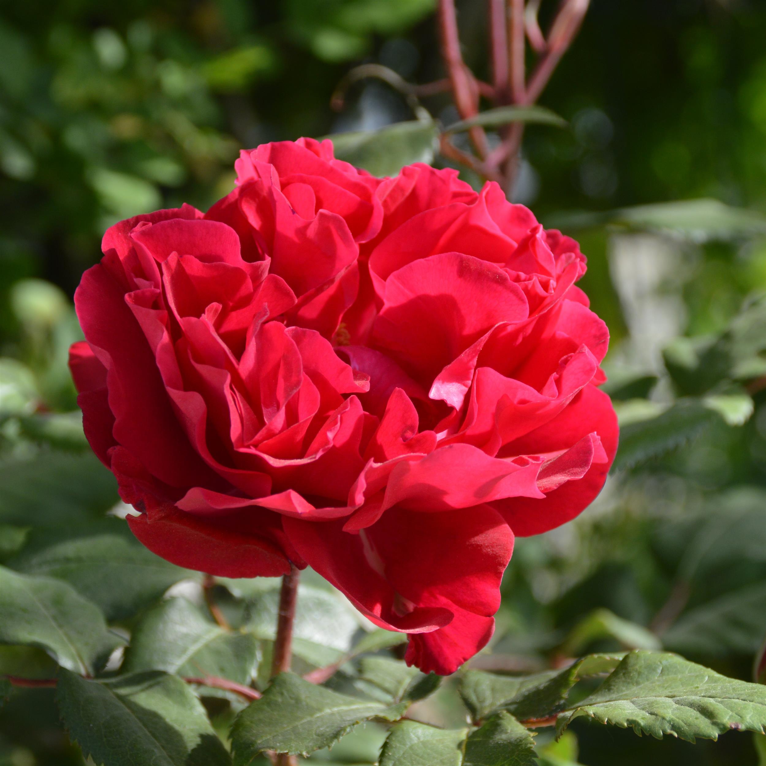 The Geheimrat's Rose