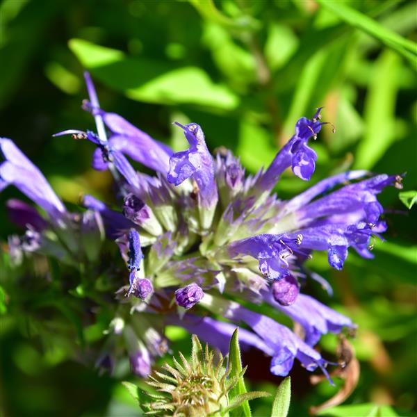 Agastache rugosa 'Blue Boa' 1L