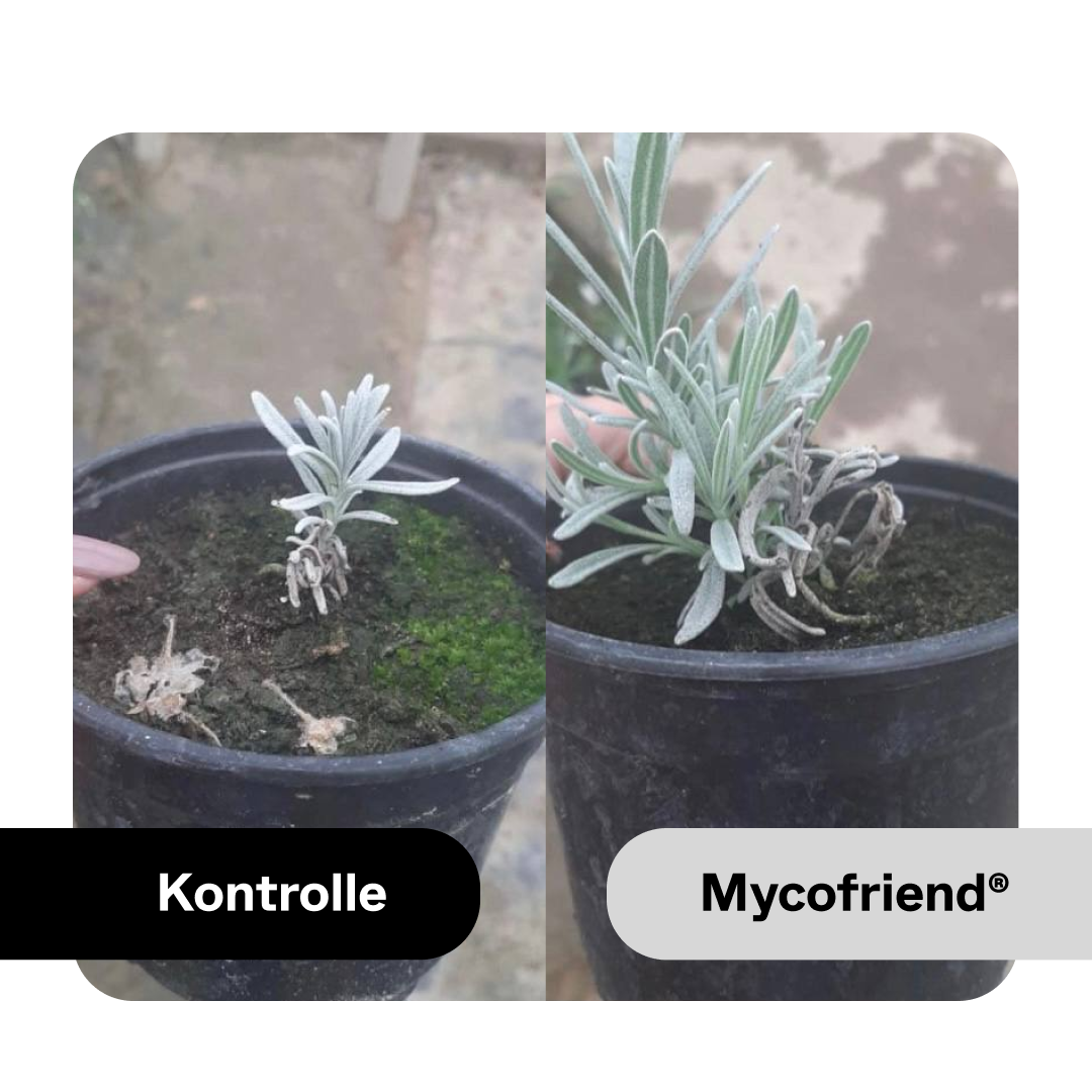 Wurzelaktivator Mycofriend 10g