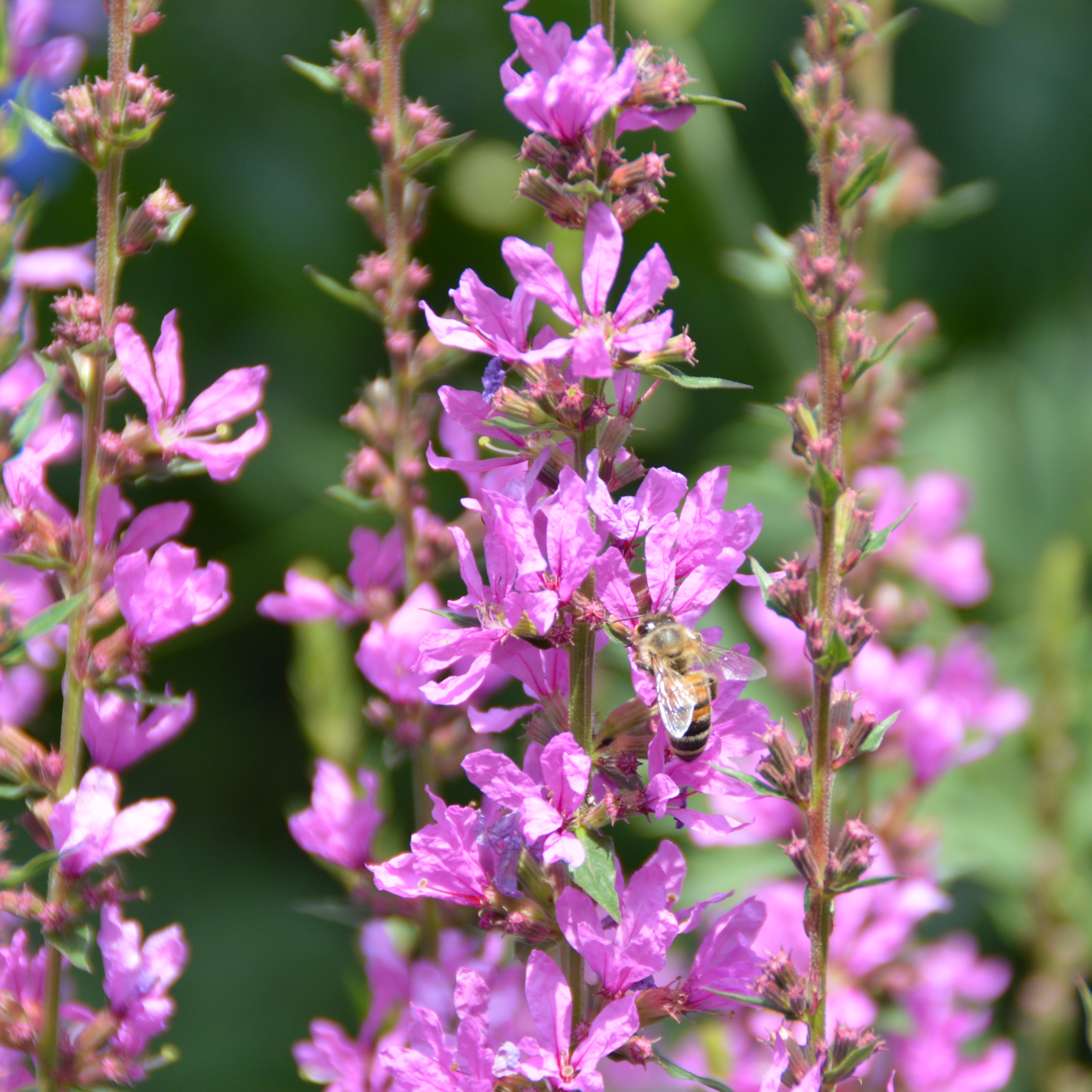 Lythrum salicaria Robin 1L