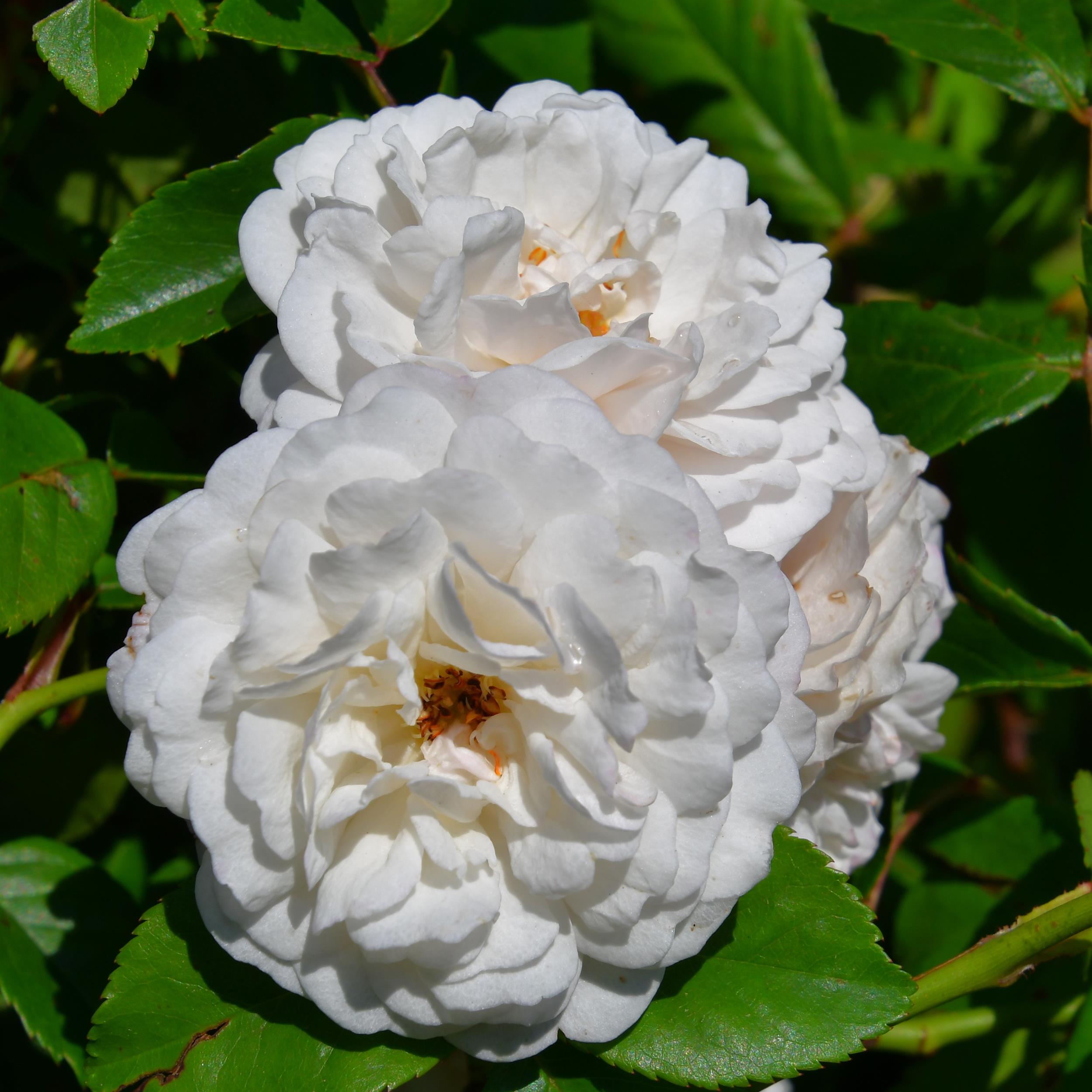 Felicite et Perpetue