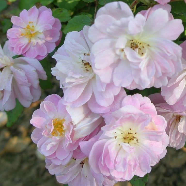 Dainty Pink