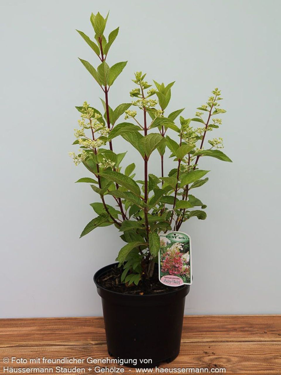 Hydrangea paniculata 'Pinky Winky'