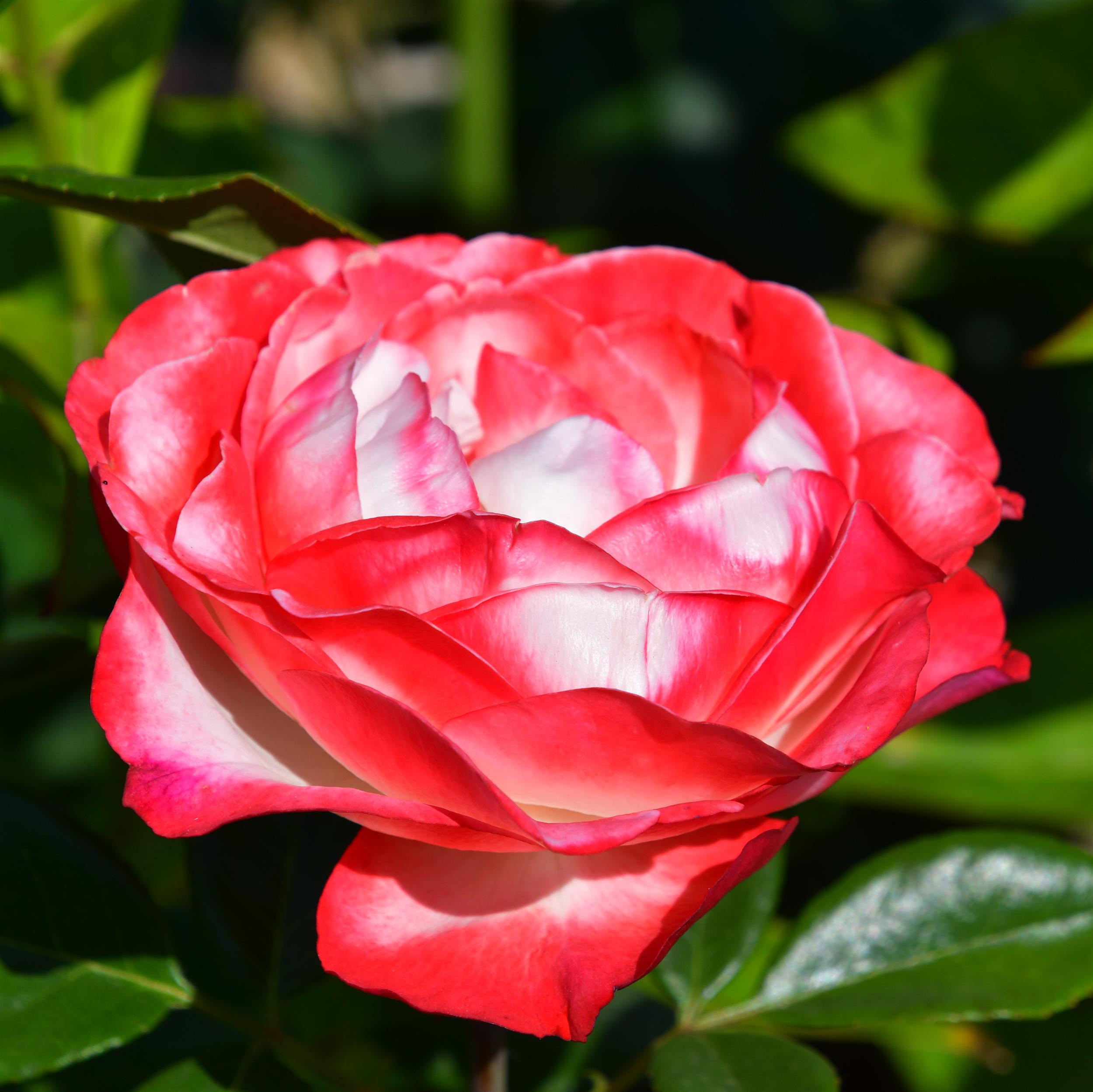 Nostalgie - Stammrose 90 cm