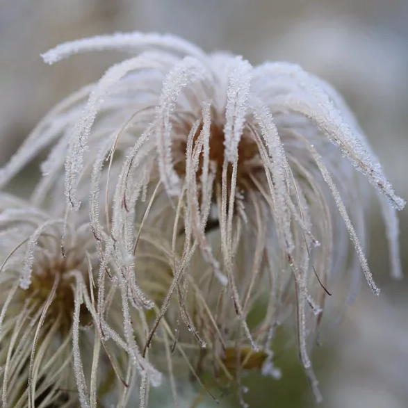 Clematis Tangutica 'Golden Tiara'