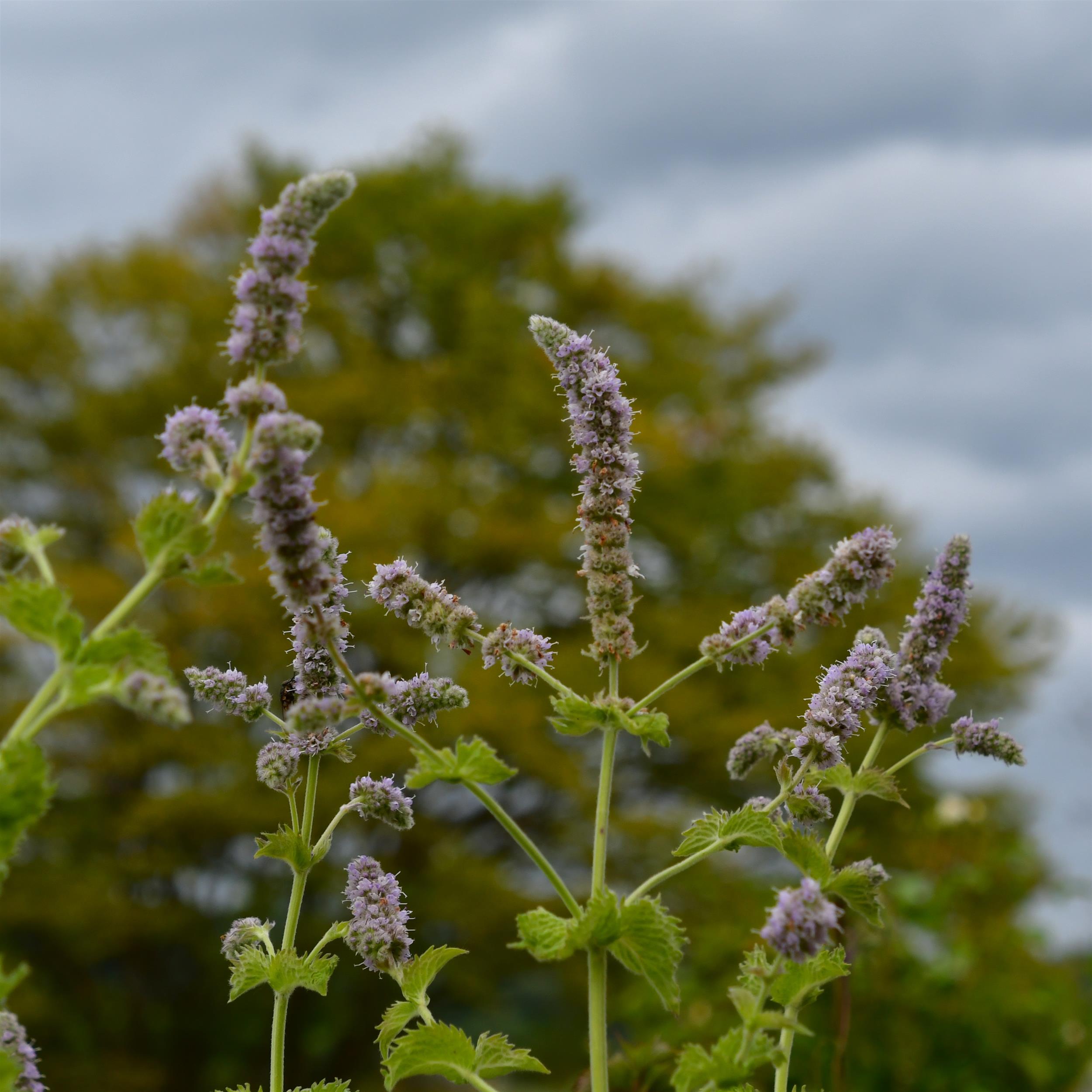Mentha x cult.'Nemorosa'