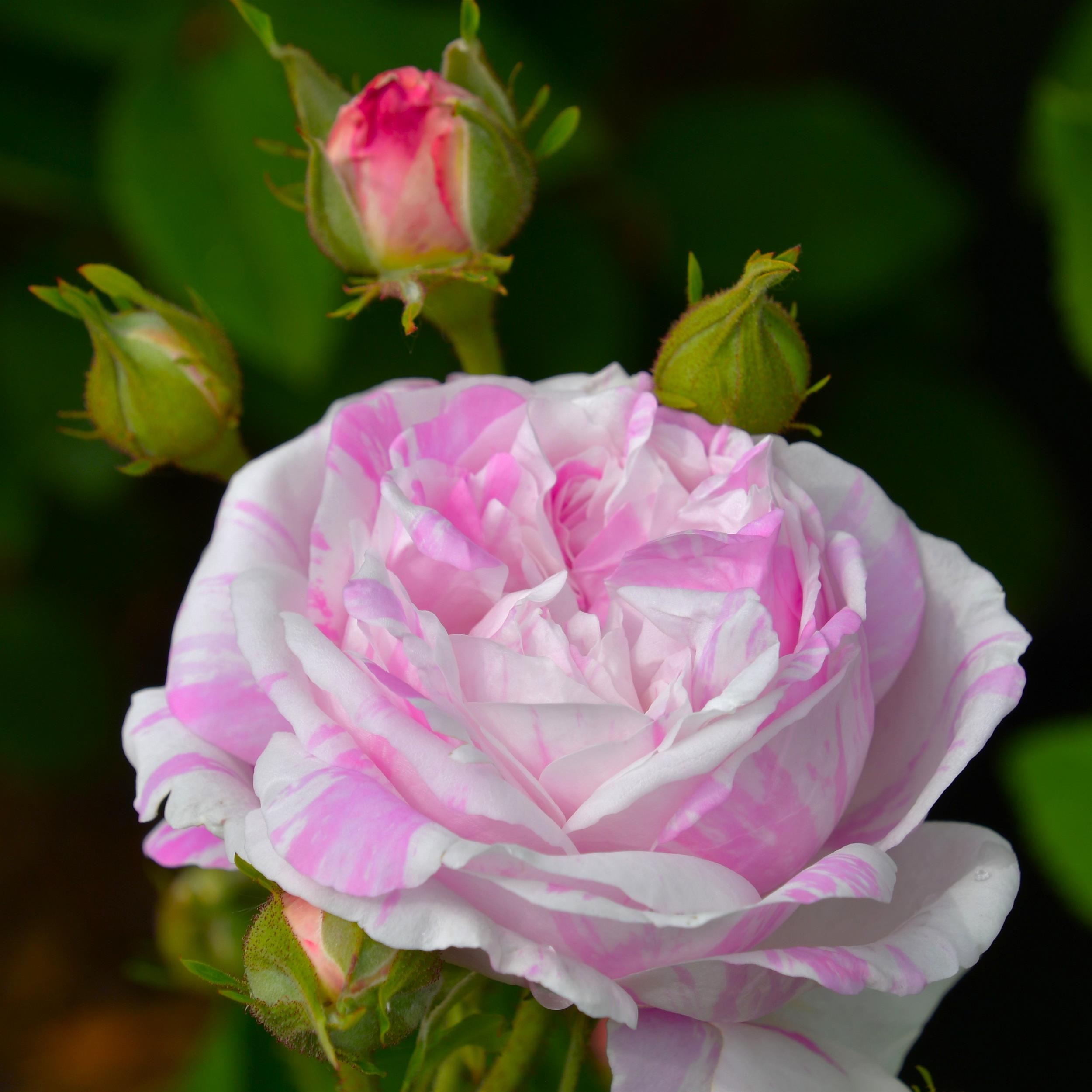 Belle des Jardins (syn. 'Centifolia Variegata')