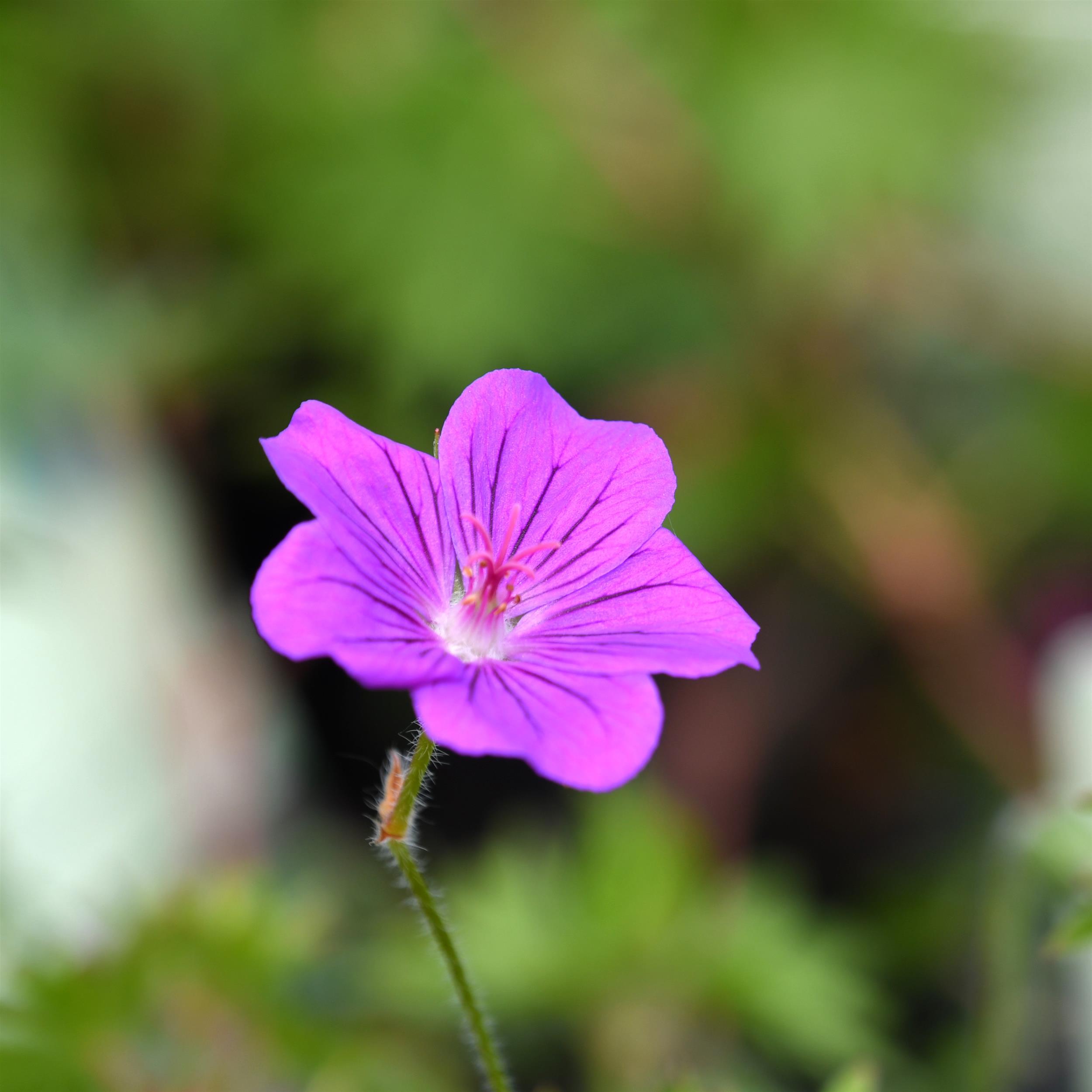 Geranium sanguineum 'Tiny Monster' 0,5L