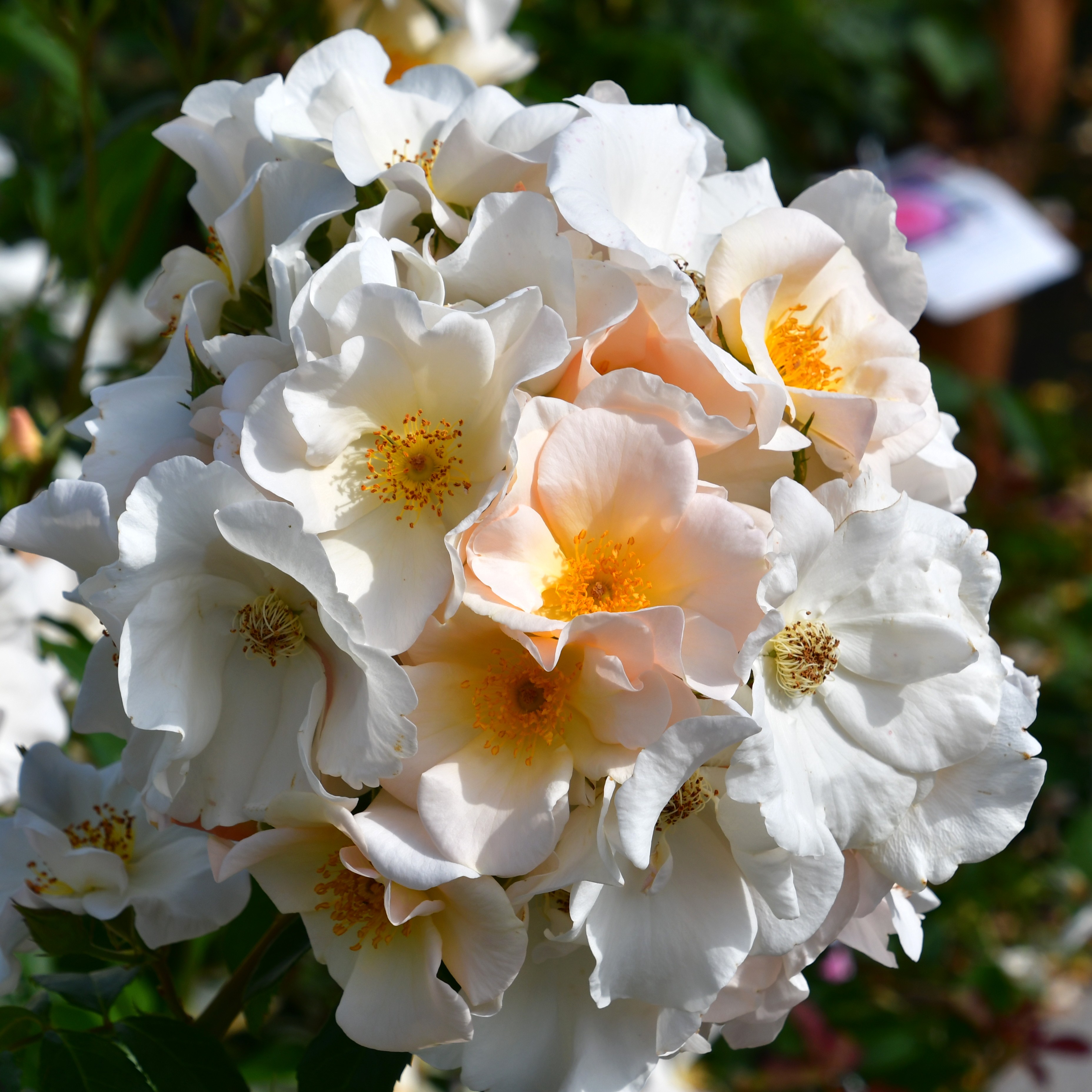 Kew Gardens