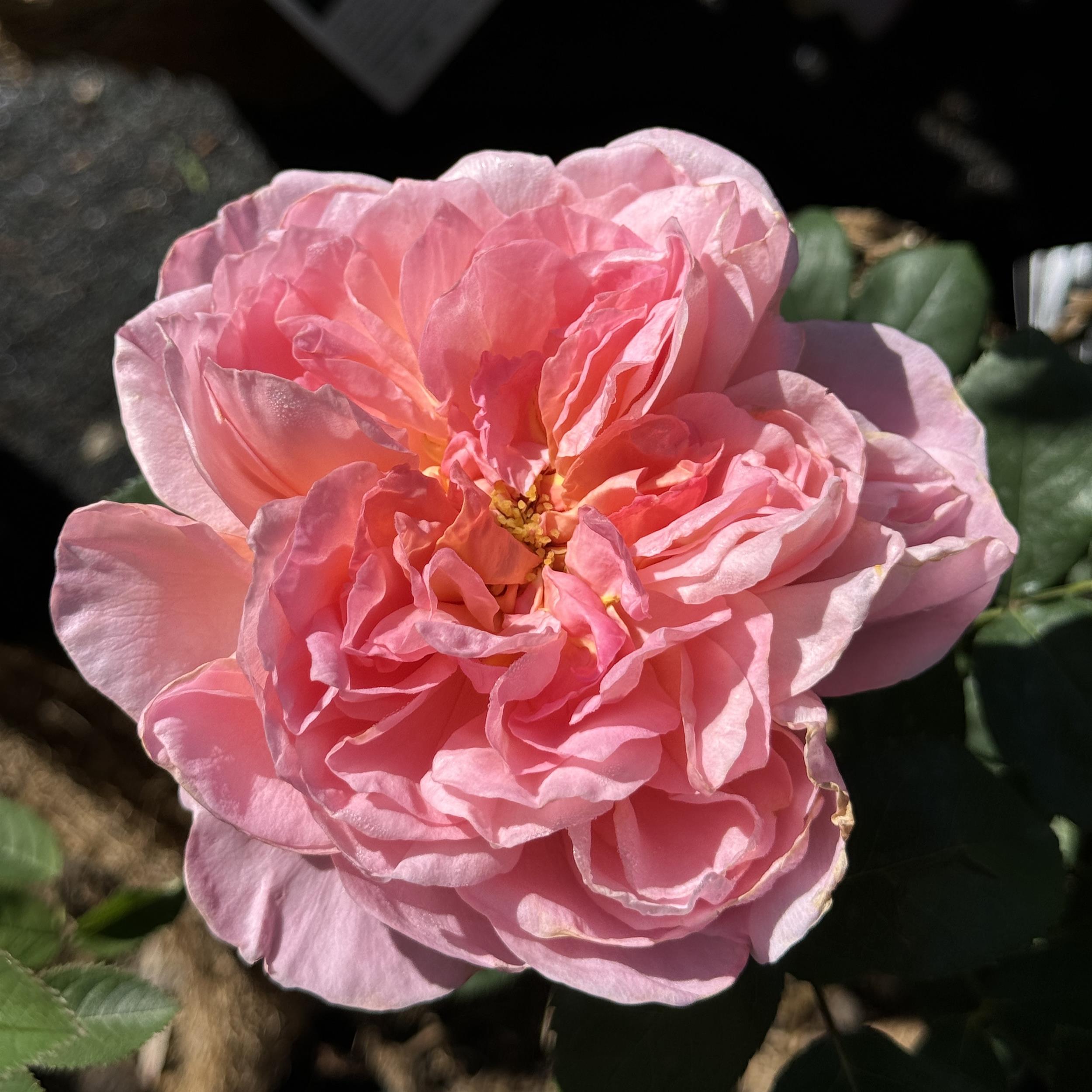 Hohe Rosenhecke mit Wildrose Charakter: 5 x Mrs.Billy Crick