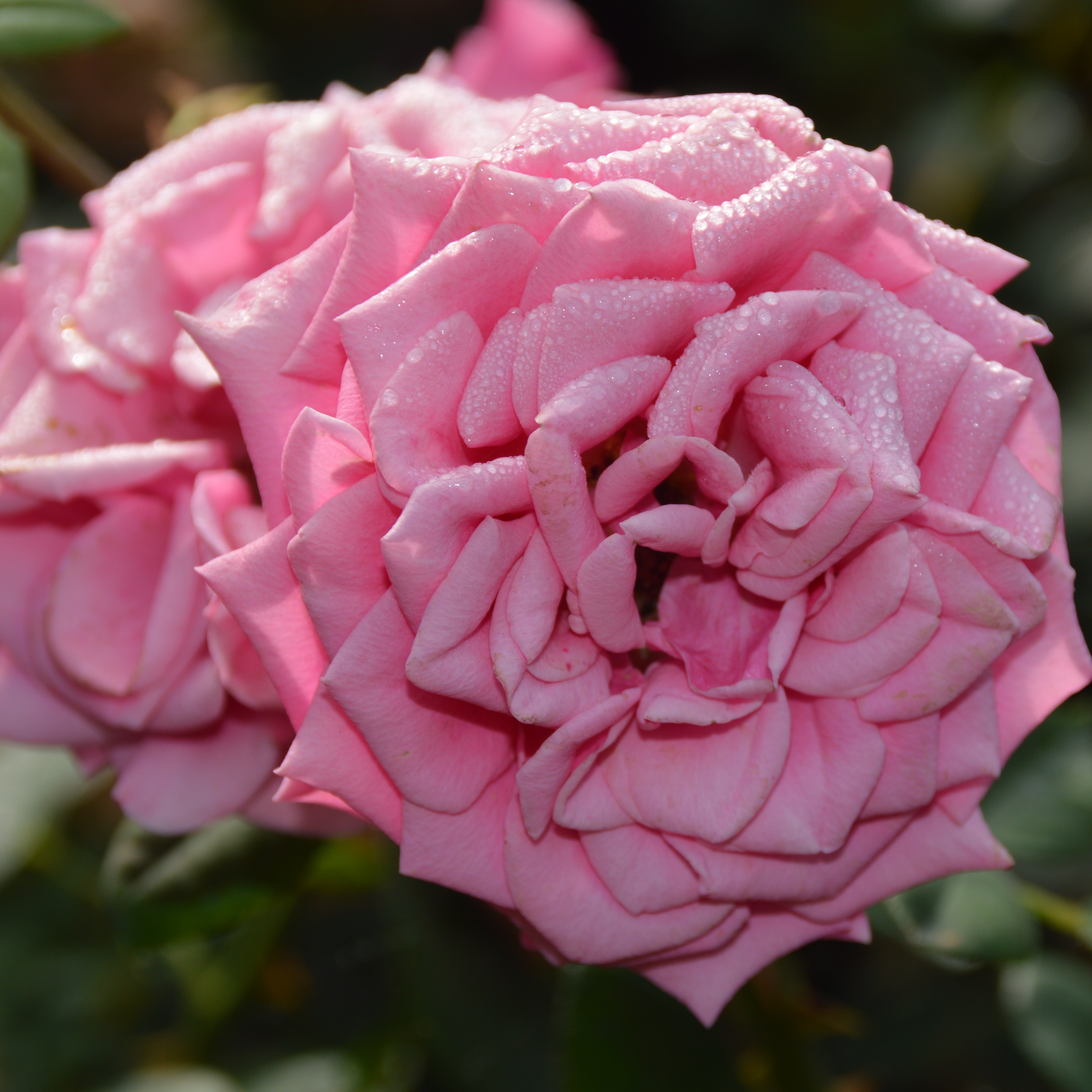 Rajah´s Rose