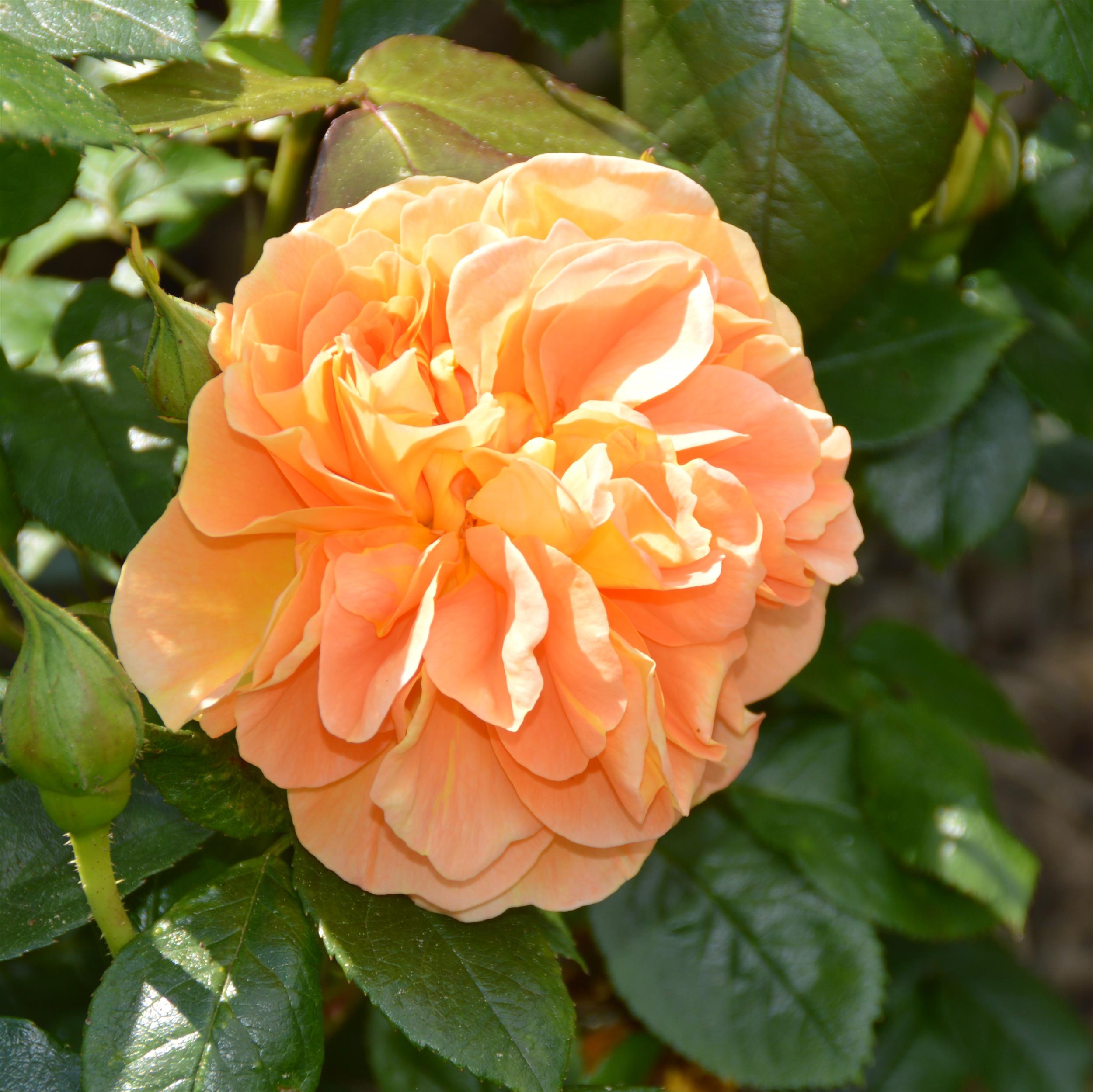 Bernstein Rose