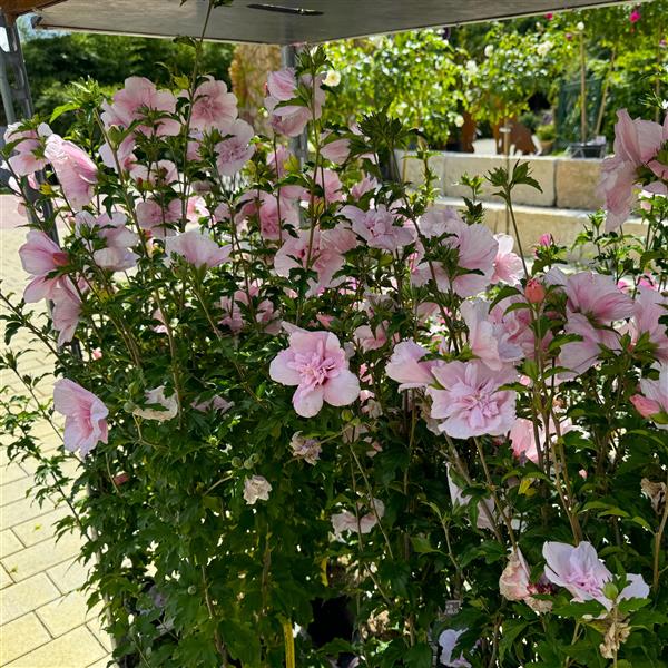 Hibiscus syriacus 'Pink Chiffon' C5