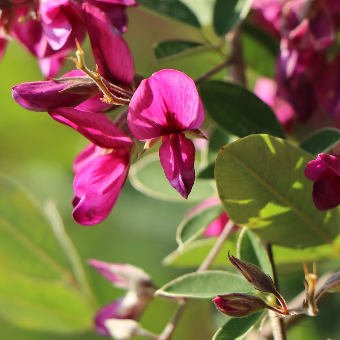 Lespedeza thunbergii