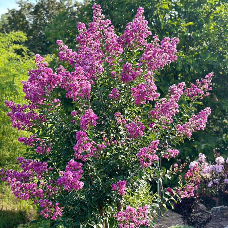 Lagerstroemia Zuni
