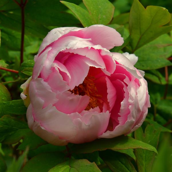 Paeonia suffruticosa Rou Fu Rong