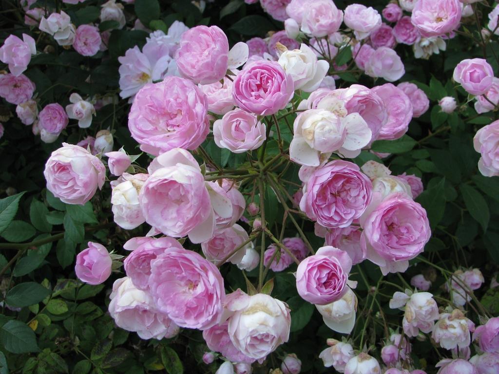 Mozart´s Lady - Stammrose 110 cm