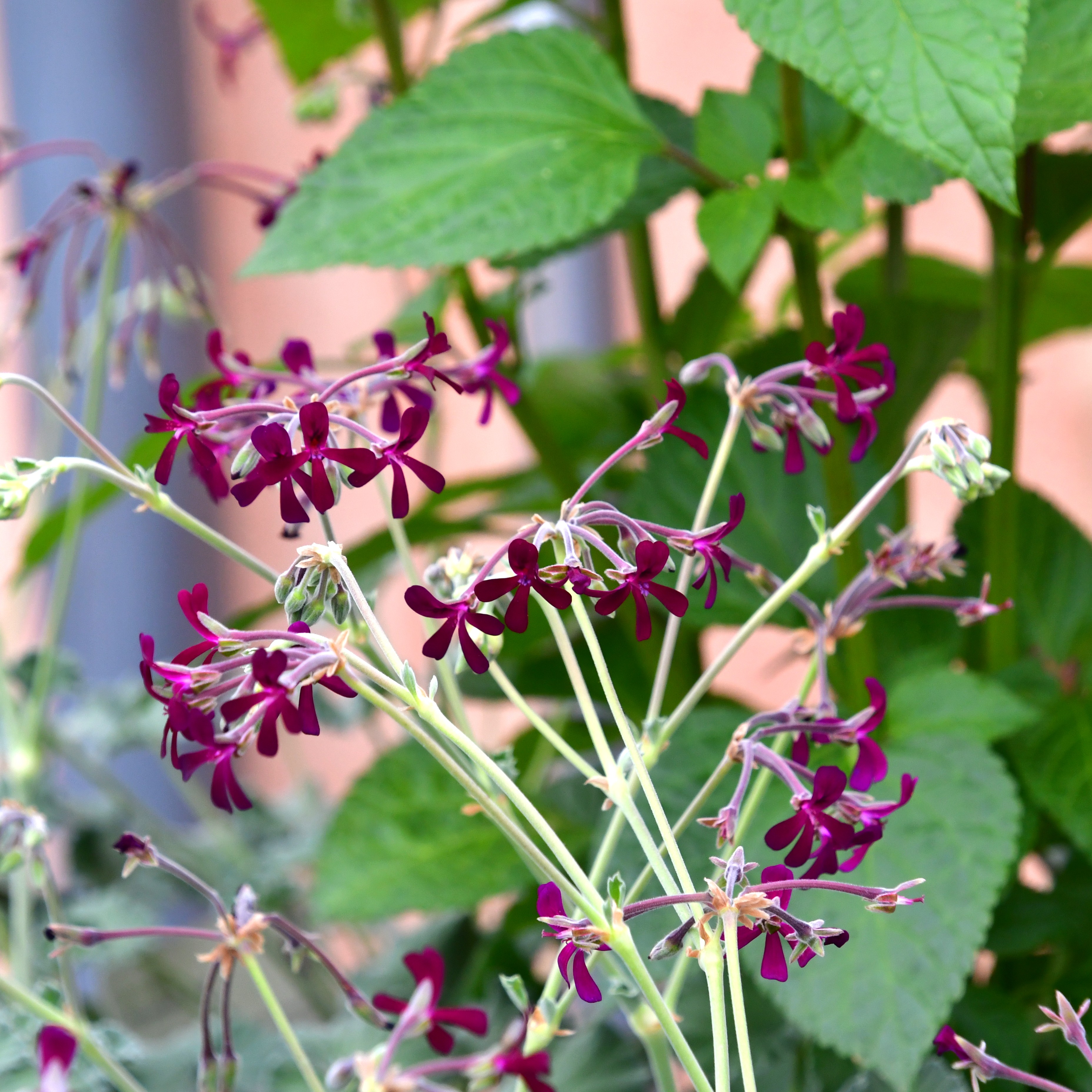 Pelargonium sidoides 1L