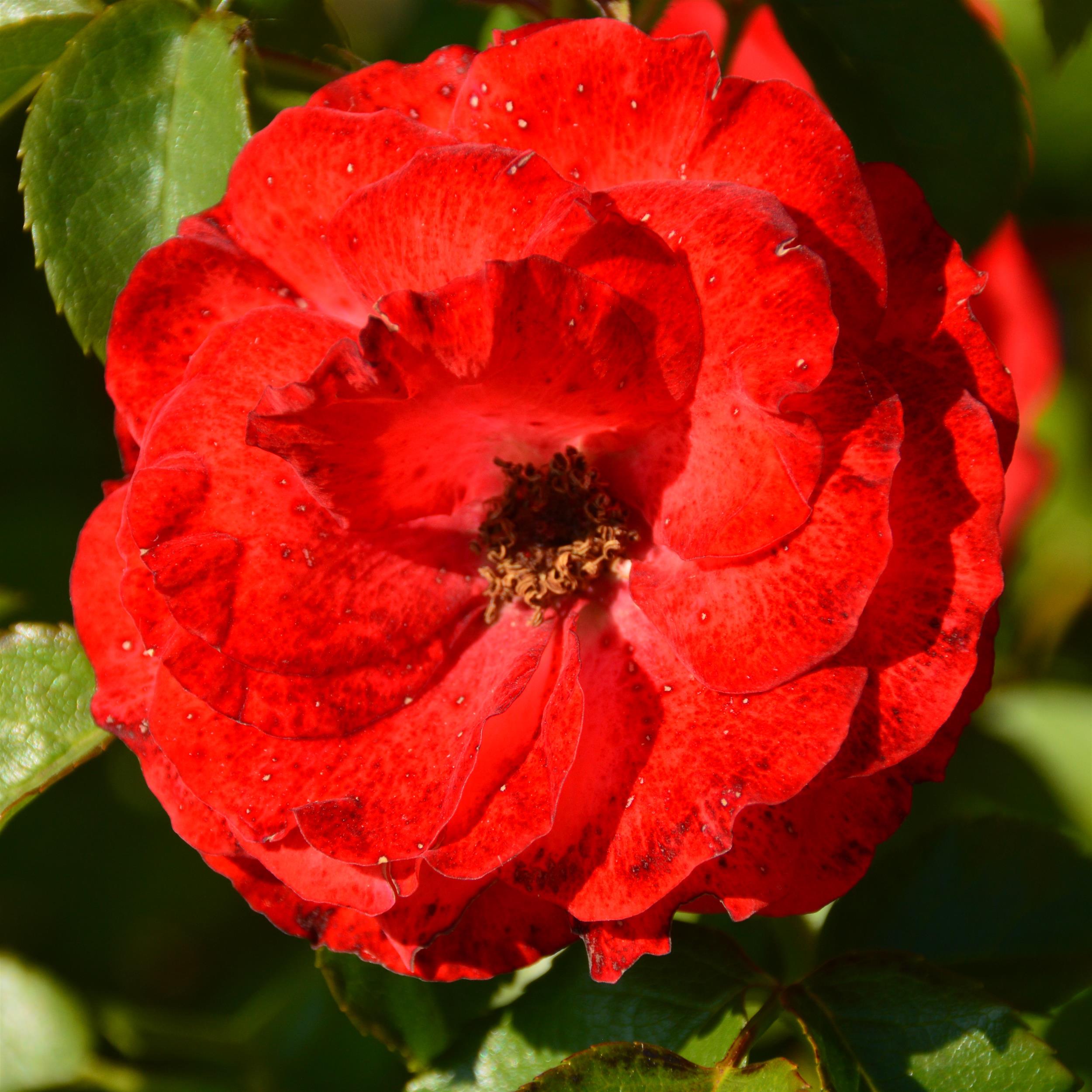 Planten und Bloomen