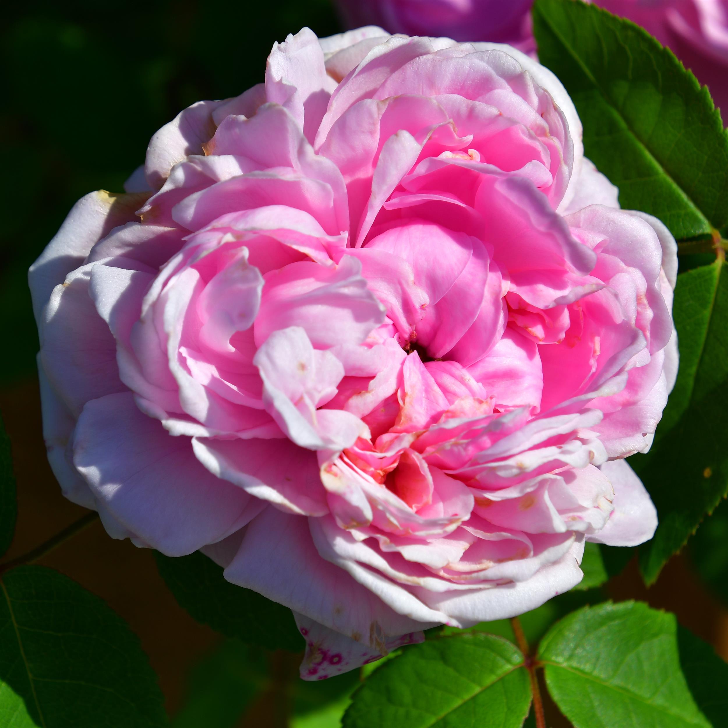 Jacques Cartier