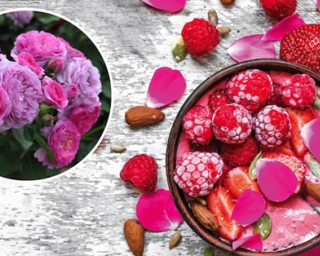 Renée van Wegberg - Essbare Rose