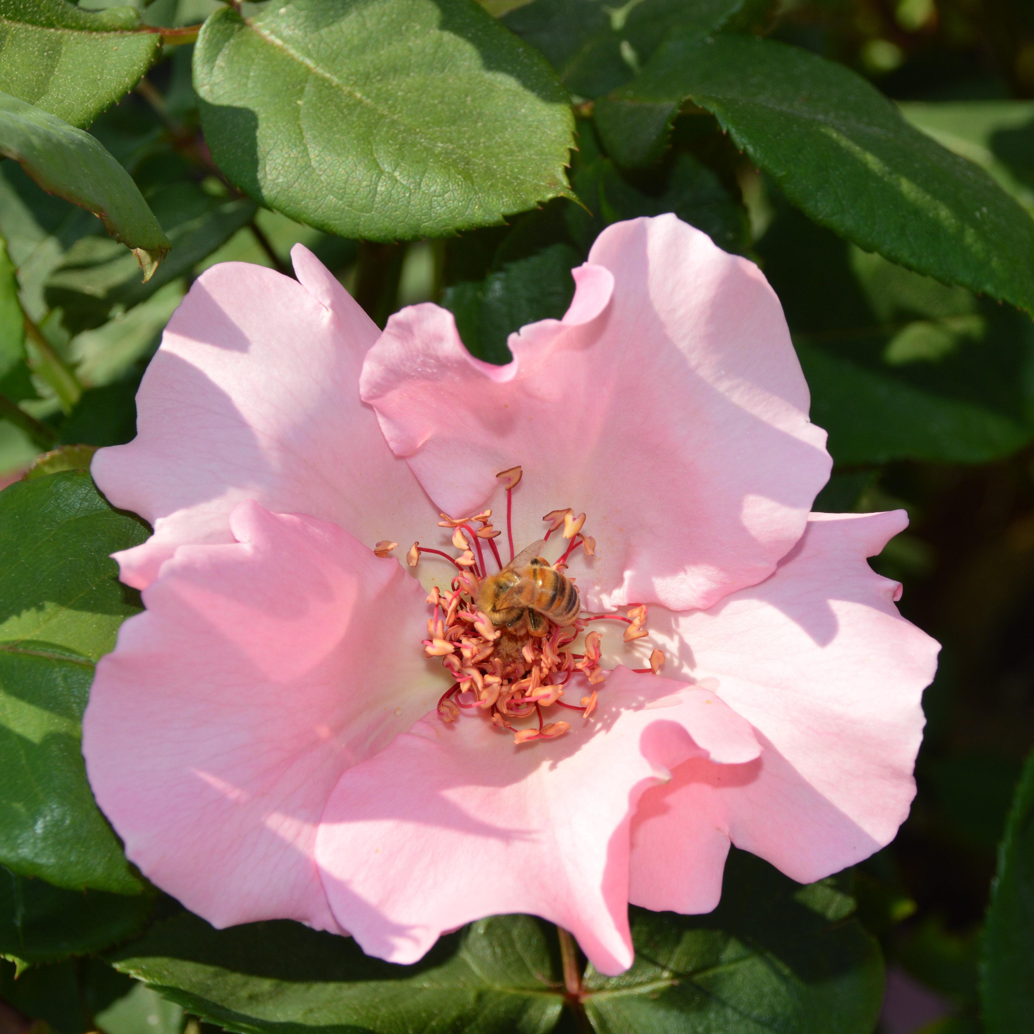 Dainty Bess