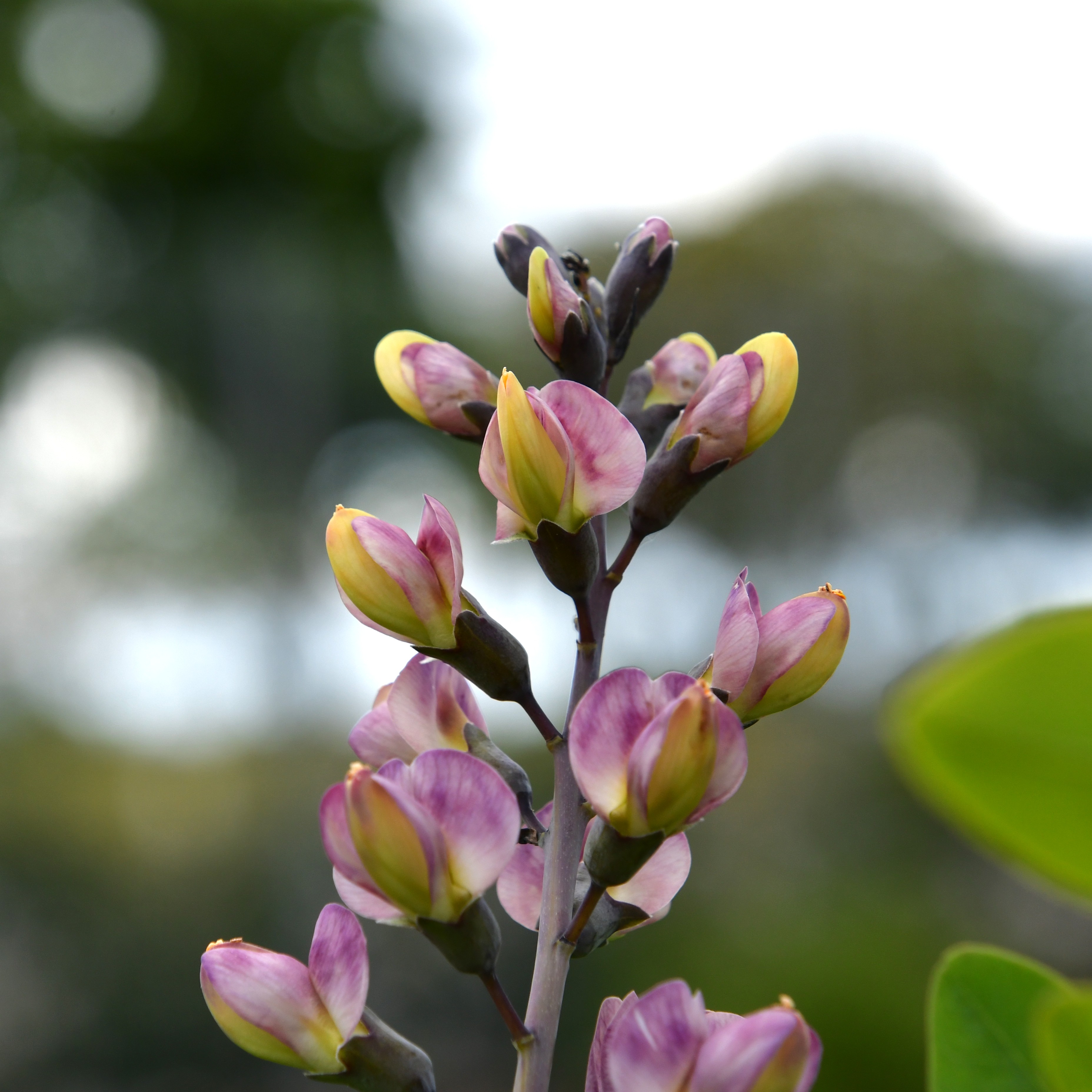 Baptisia x cult.'Dark Chocolate'  1L
