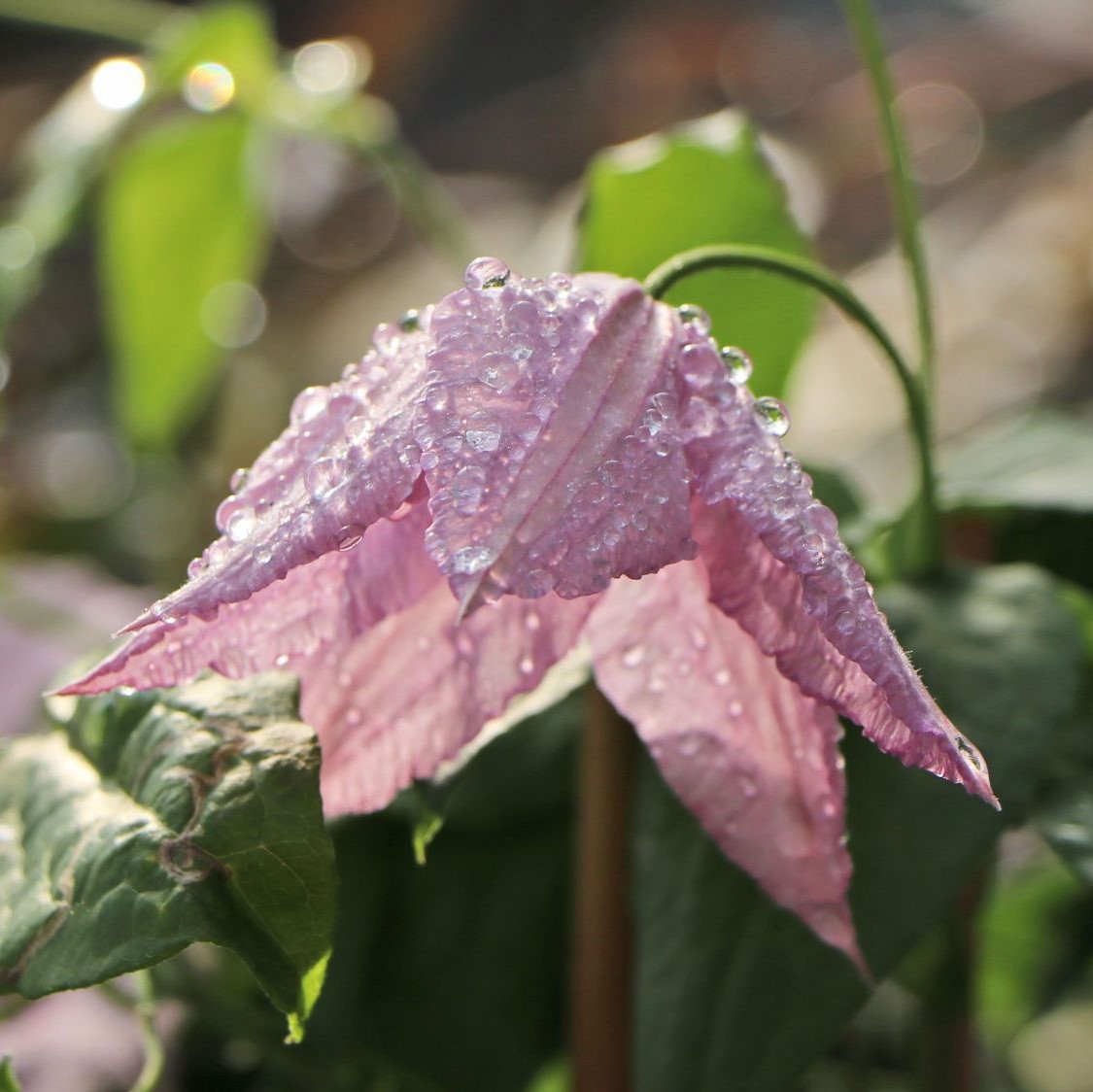 Clematis Hagley Hybrid
