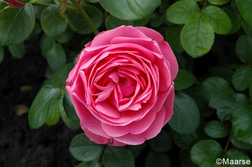 Leonardo da Vinci - Stammrose 90 cm