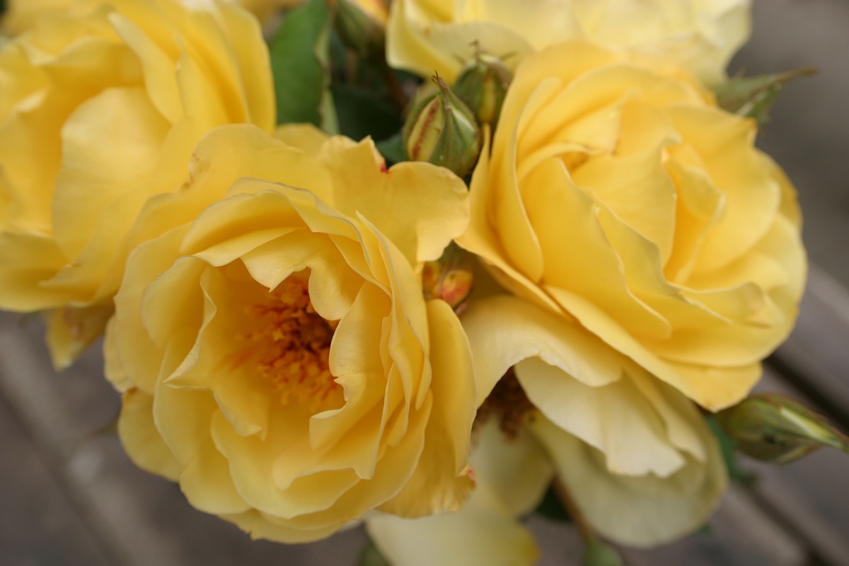 Kingcup / Big Buttercup