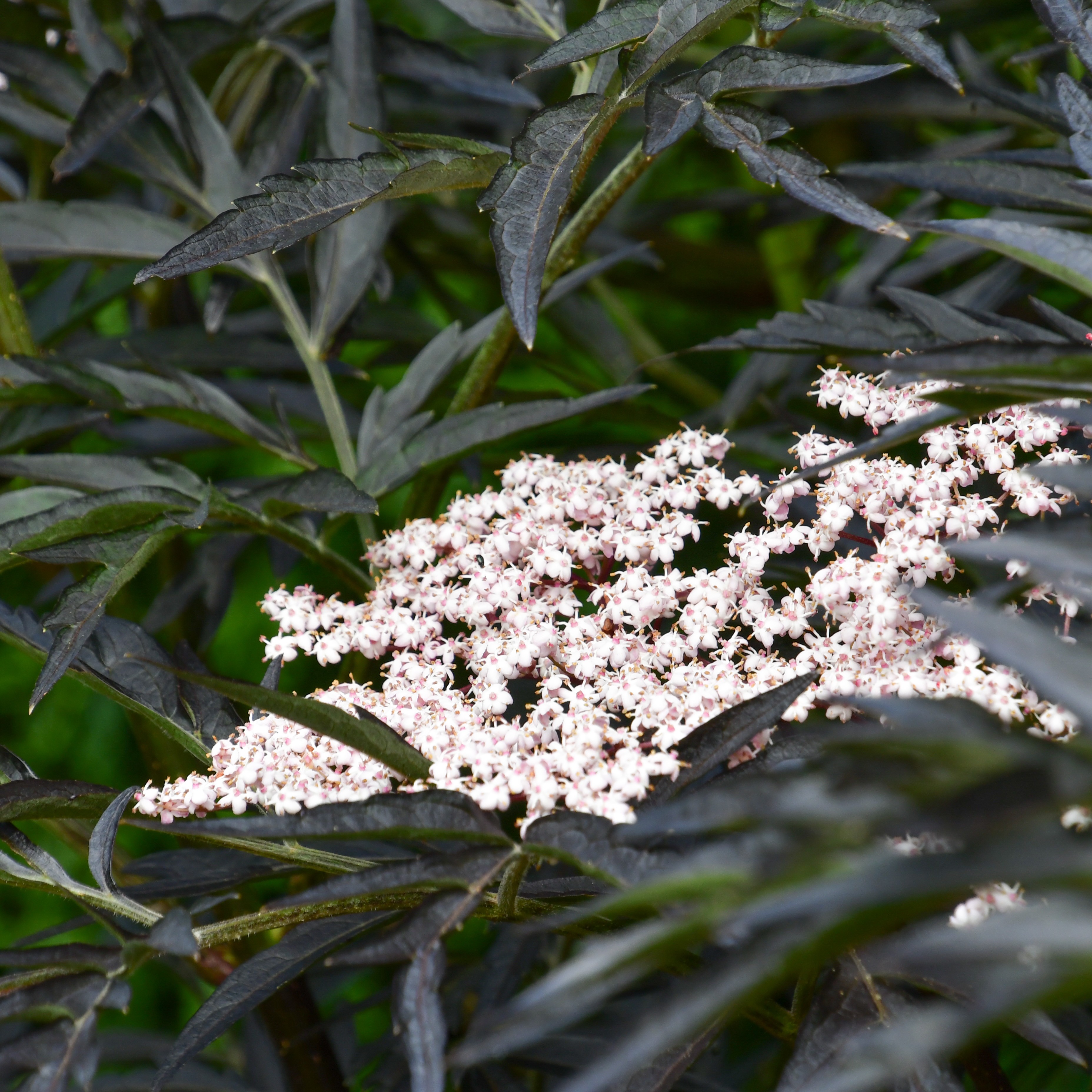 Sambucus nigra 'Black Lace' C5