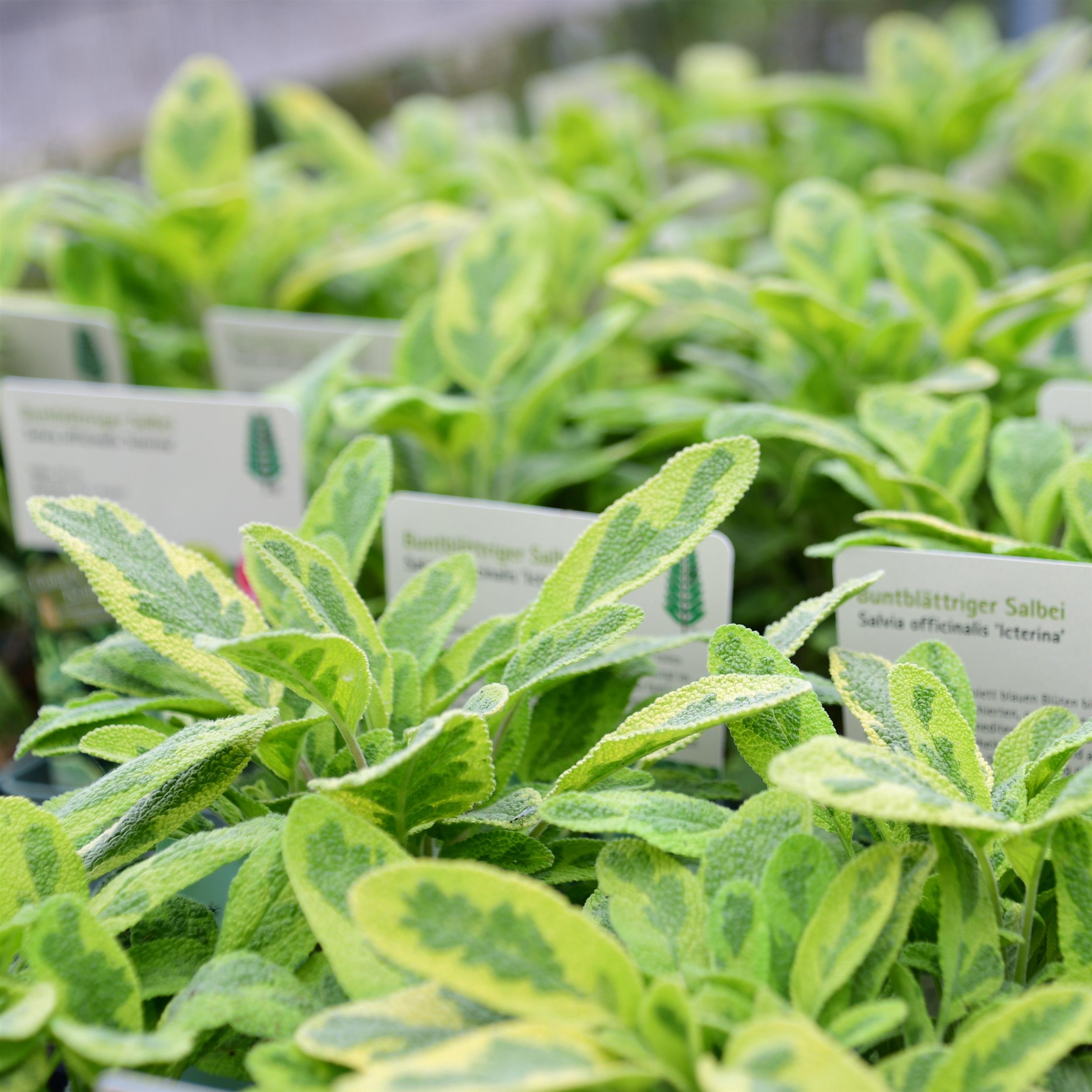 Salvia officinalis Icterina P1 max