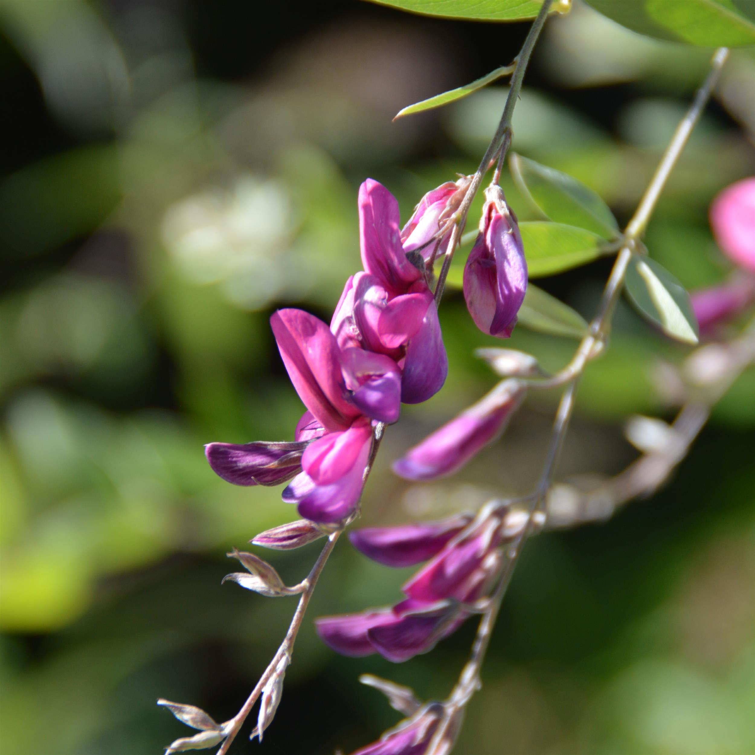 Lespedeza thunbergii