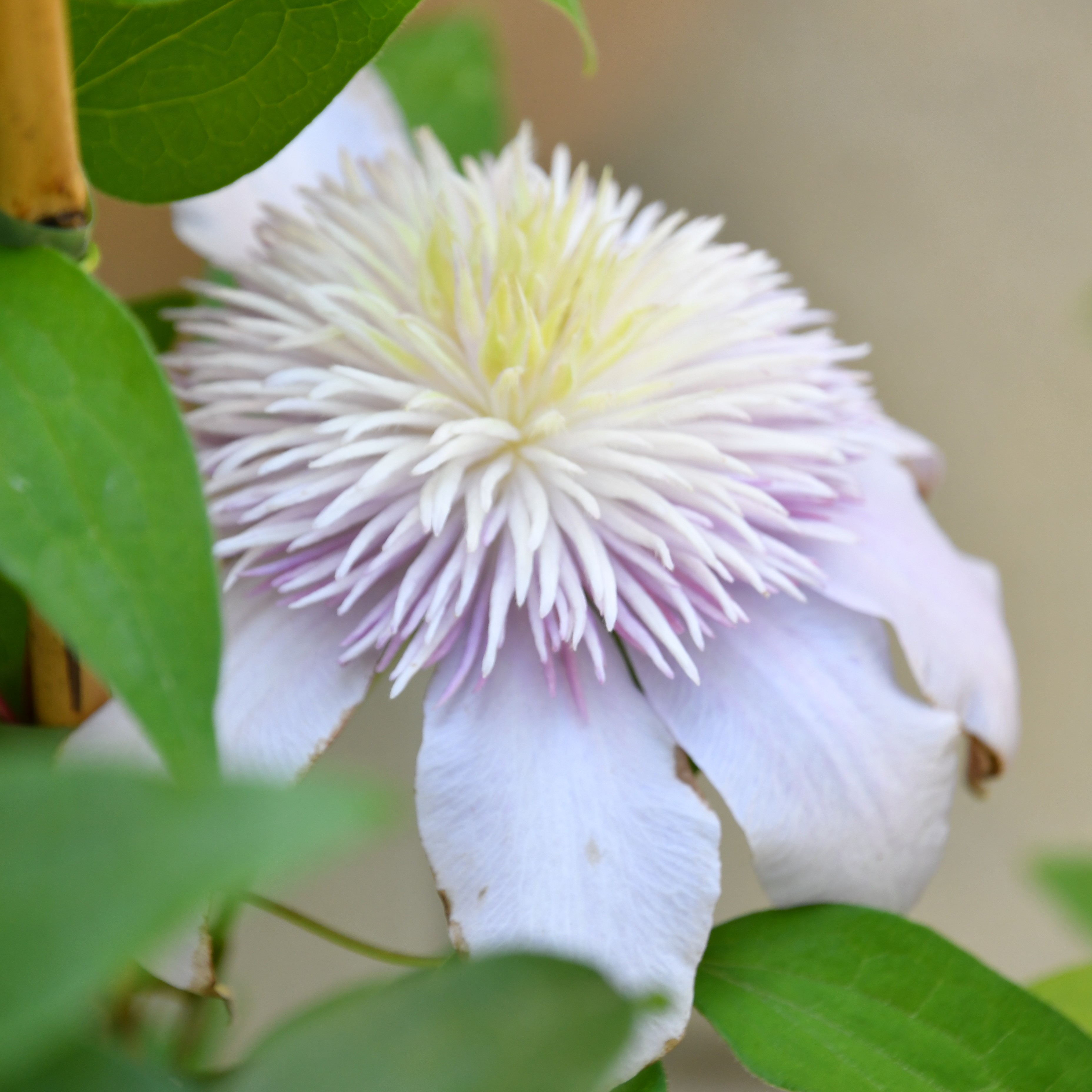 Clematis hyb. Moonglow