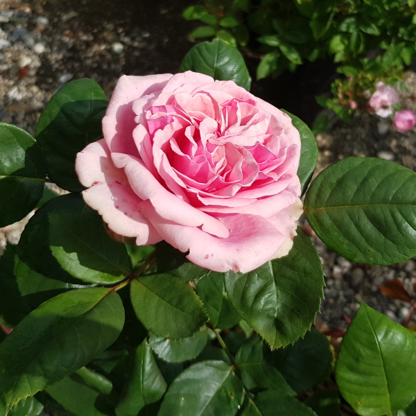 Stefanie´s Rose