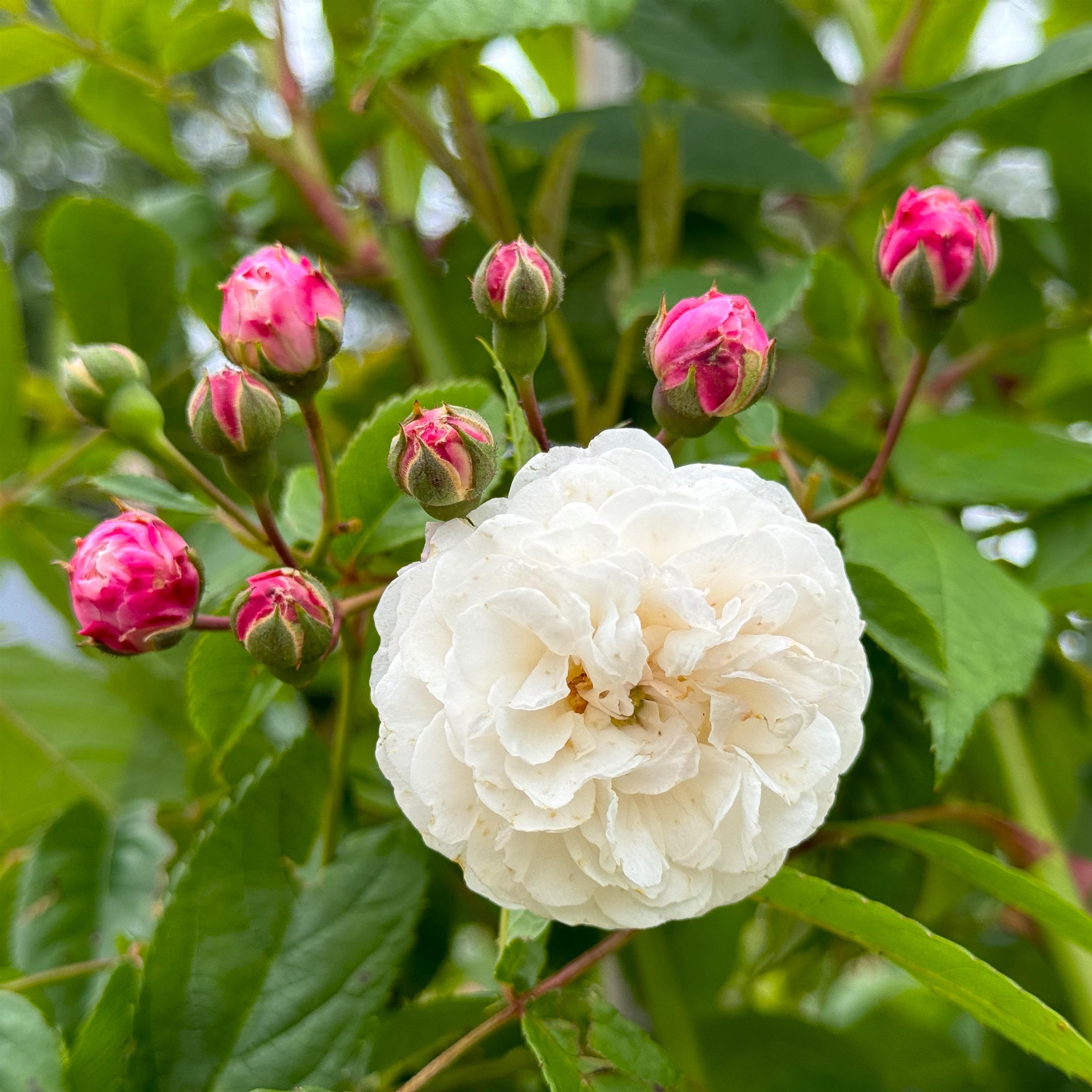 Felicite et Perpetue