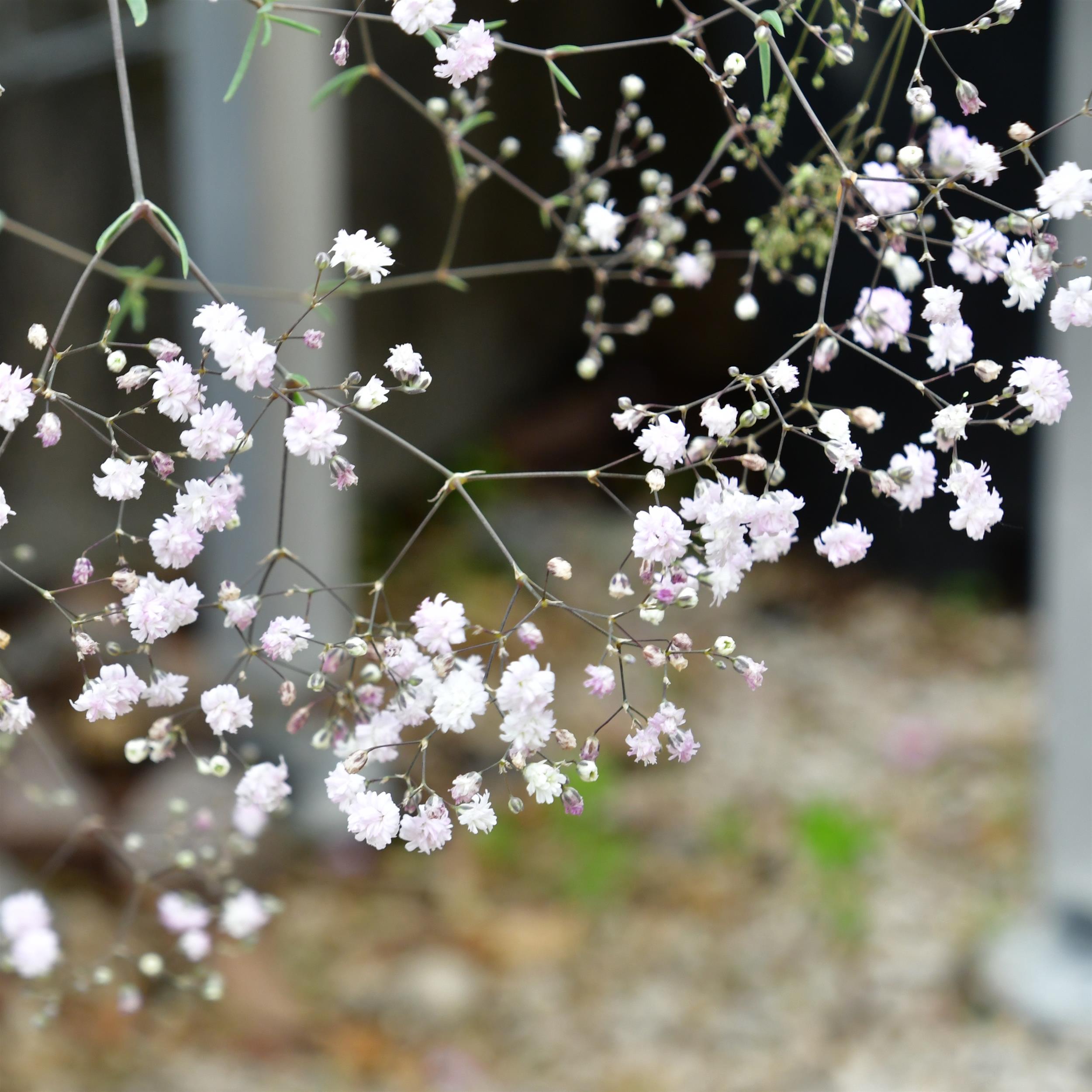 Gypsophila repens 'Rosenschleier' 3L