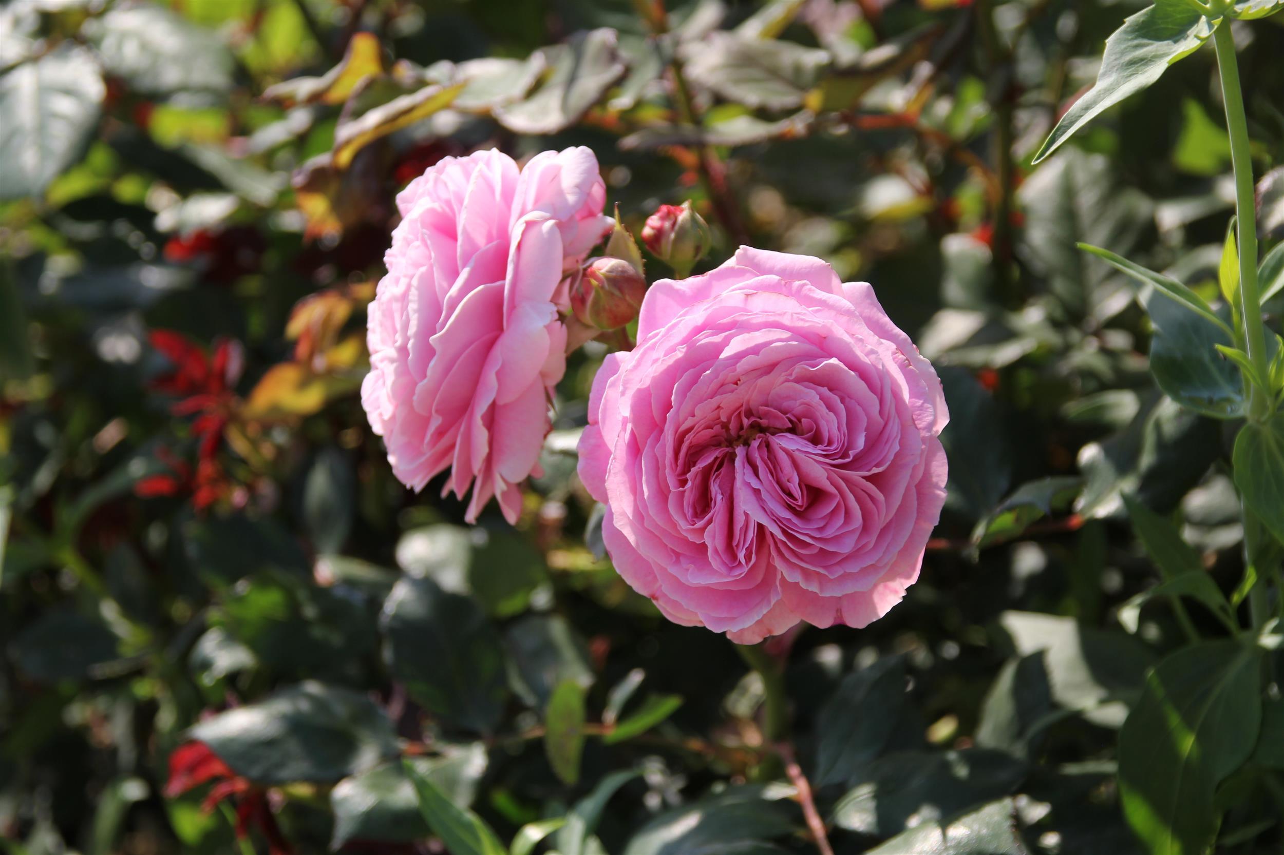 Rosengräfin Marie Henriette 15L
