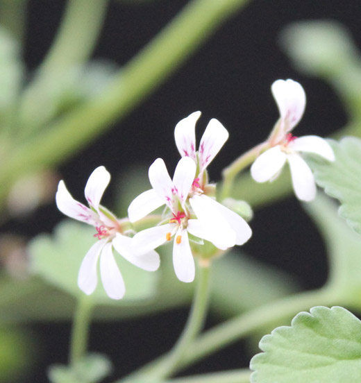 Pelargonium odoratissimum - Duftgeranie Apfelduft 1L