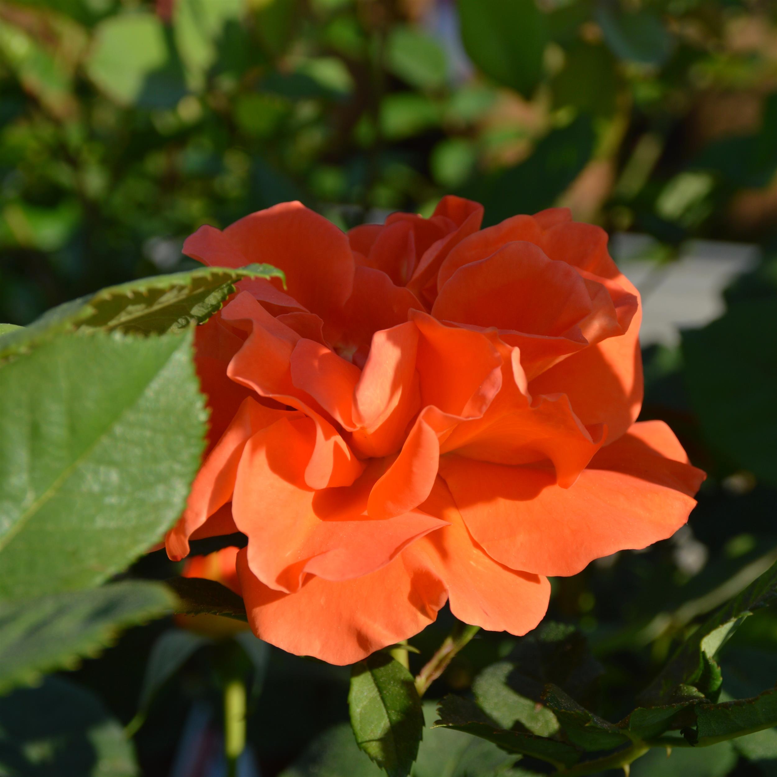 Orange Dawn