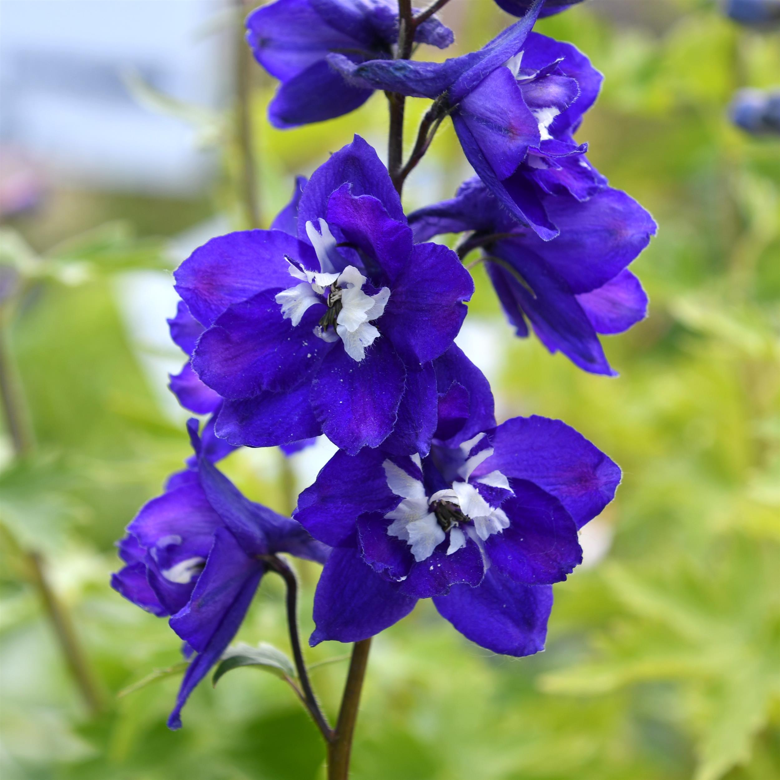 Delphinium `Magic F´dunkelblau Biene 3L