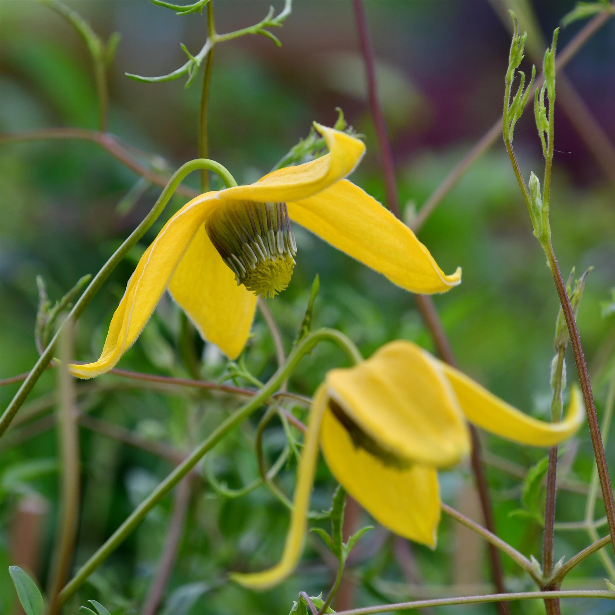 Clematis tangutica 'Helios'