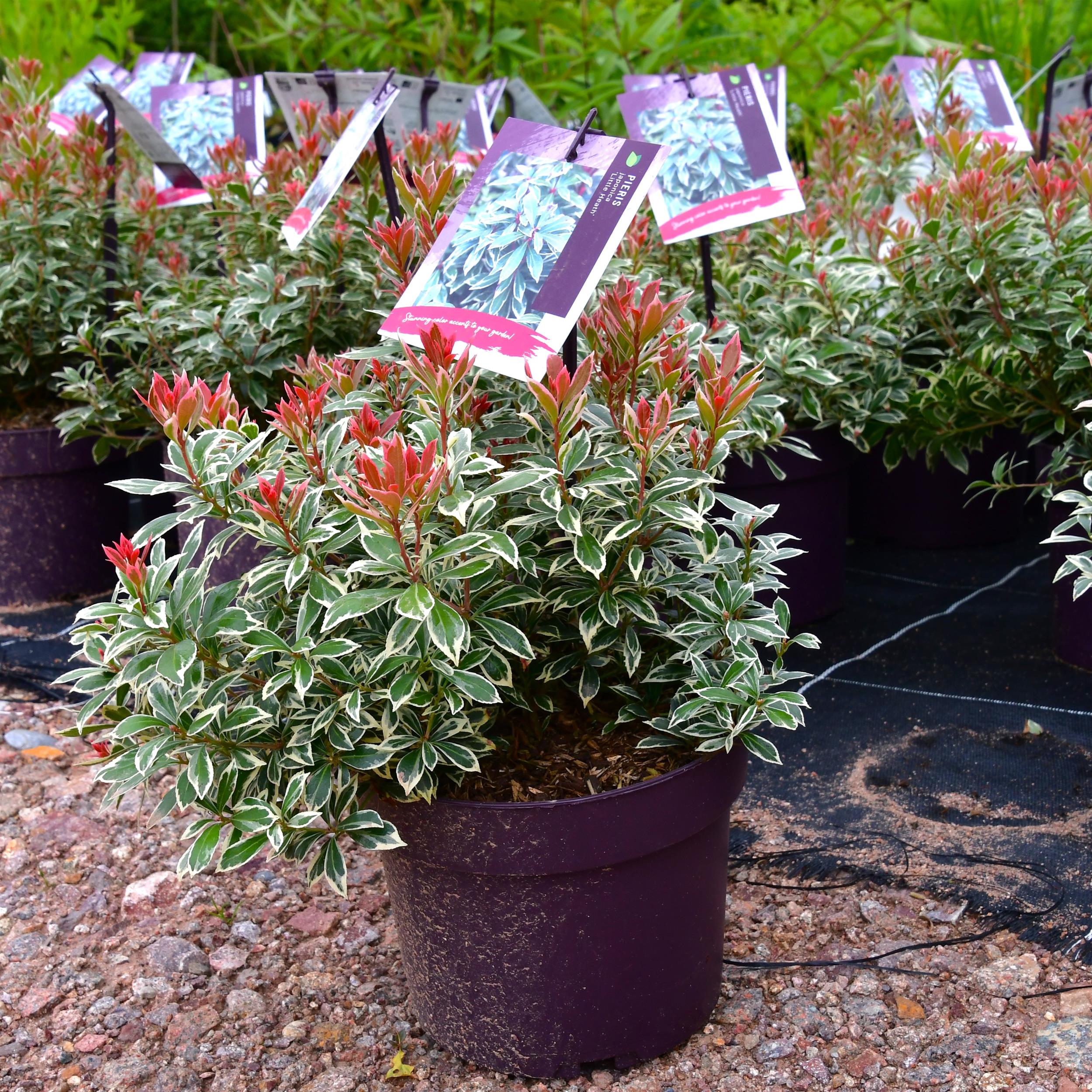 Pieris japonica 'Little Heath'