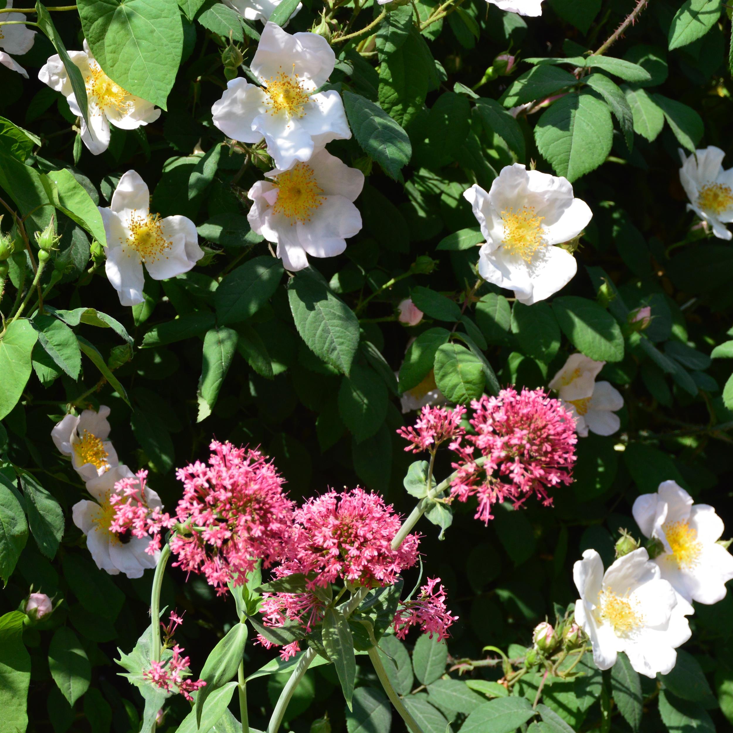Centranthus ruber Coccineus 1L