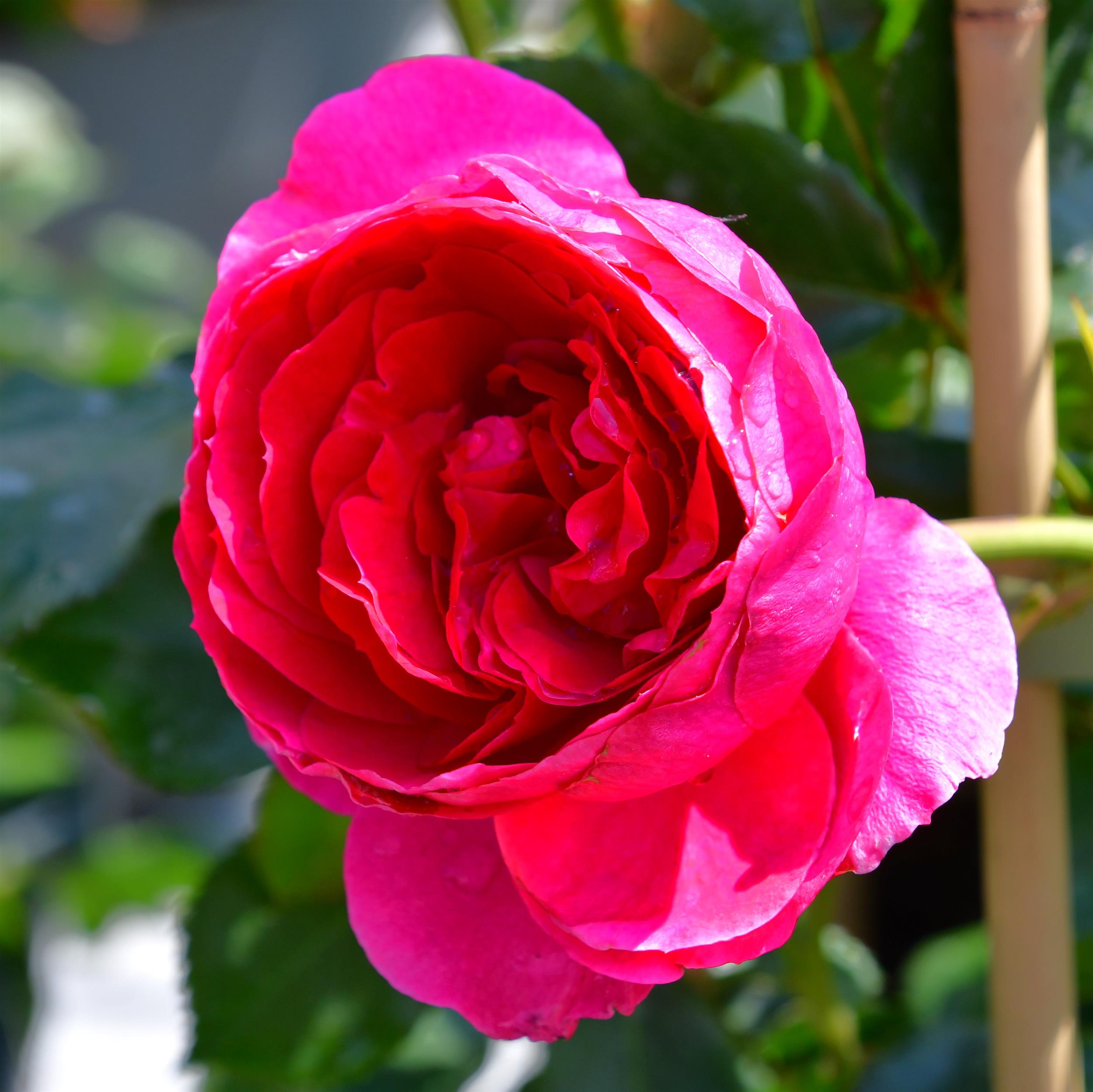Dolce Essbare Rose
