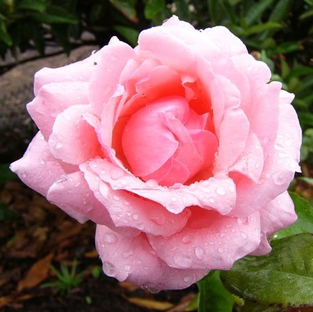The Queen Elizabeth Rose - Stammrose 90 cm