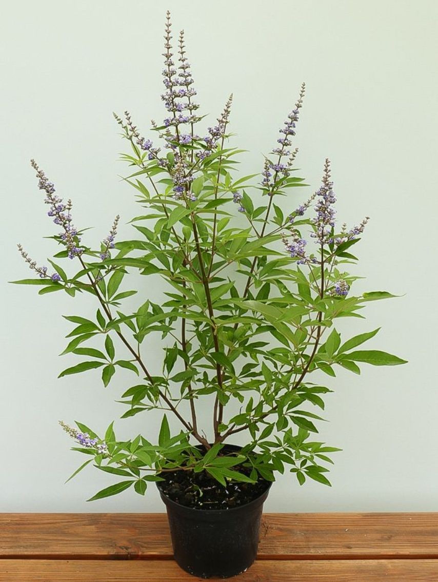 Vitex agnus-castus latifolia 3L
