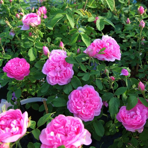 The Cooks Rose